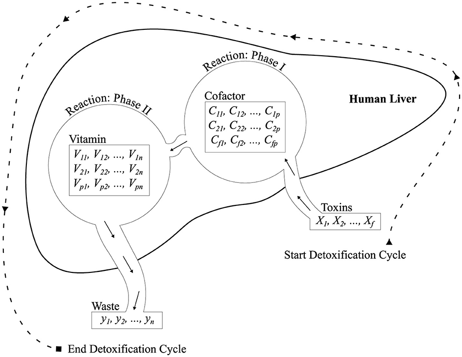 Diagram illustrating the detoxification process in the human liver. It shows Phase I and Phase II reactions. In Phase I, cofactors interact with toxins. In Phase II, vitamins facilitate further reactions. The cycle starts with toxins and ends with waste products, showing detoxification.