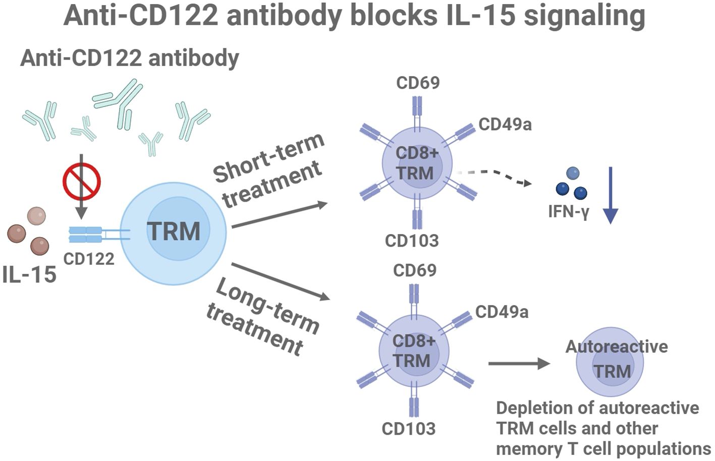 Diagram illustrating anti-CD122 antibody blocking IL-15 signaling. The antibody prevents IL-15 from binding to CD122 on TRM cells. Short-term treatment leads to decreased IFN-γ production. Long-term treatment results in depletion of autoreactive TRM and other memory T cell populations. CD69, CD103, and CD49a are indicated on CD8+ TRM cells.
