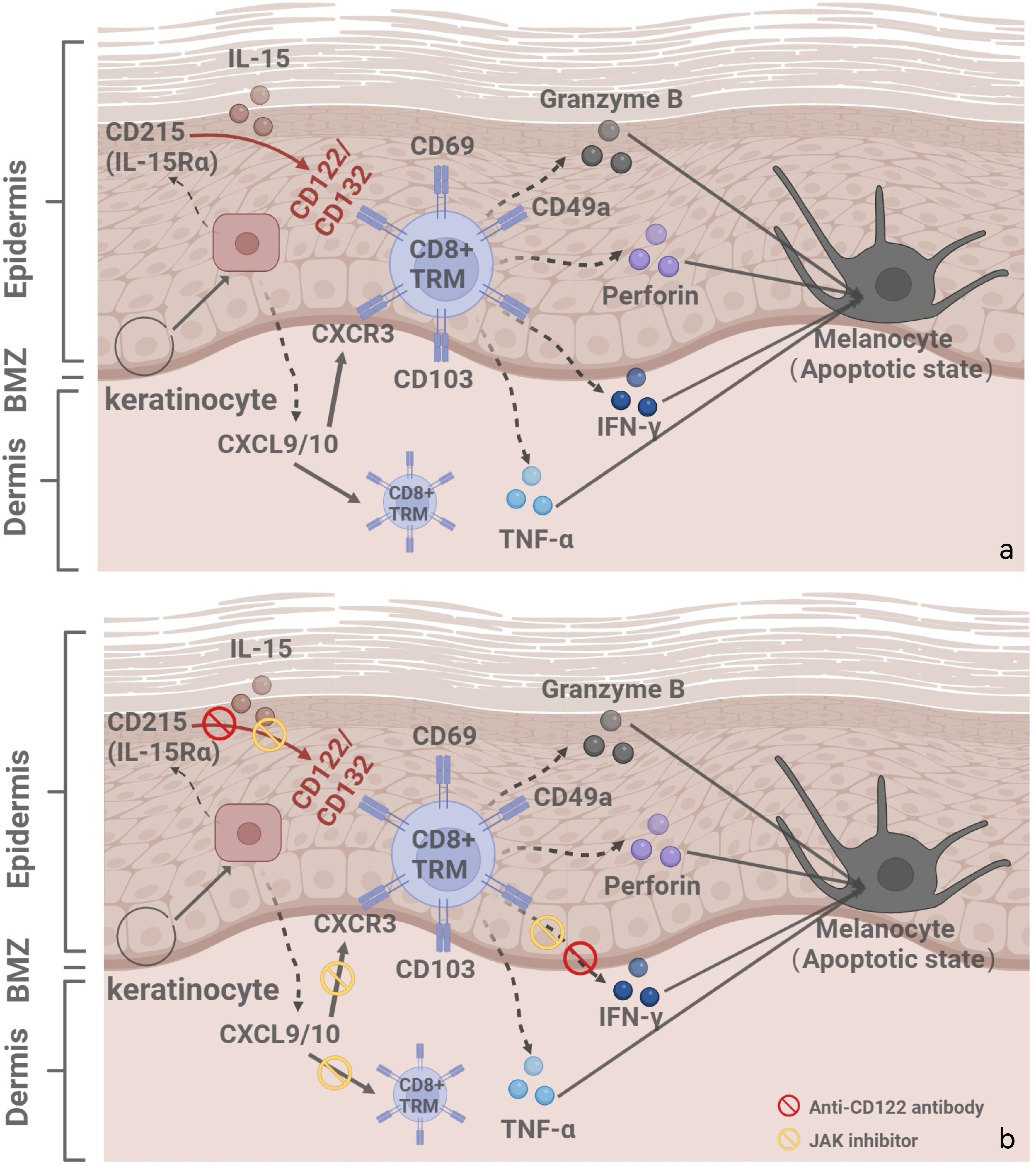 Diagram depicting the interaction between CD8+ TRM cells and melanocytes in the epidermis and dermis. Panel a shows CD8+ TRM cells releasing cytokines, leading to melanocyte apoptosis. Panel b includes inhibitors like anti-CD122 antibodies and JAK inhibitors, showing their effect on reducing cytokine signaling and melanocyte apoptosis. Annotations indicate pathways involving IL-15, CXCL9/10, TNF-α, and others.