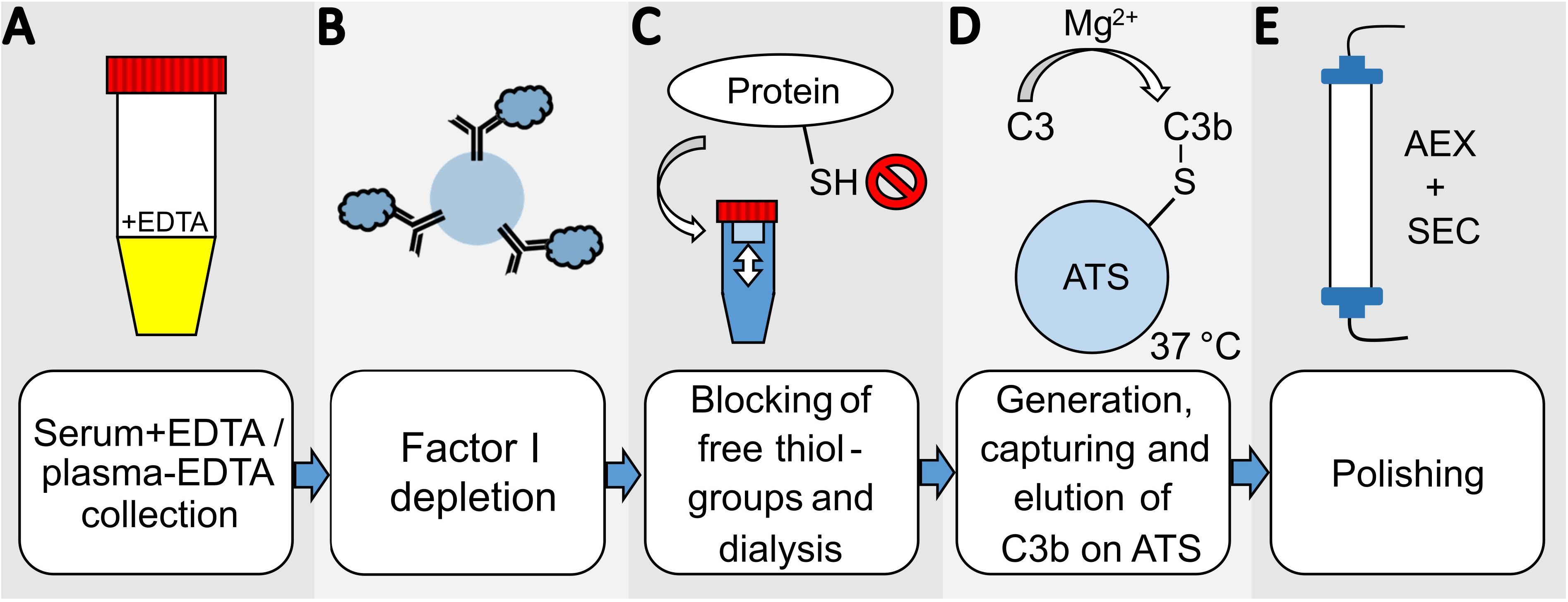 Flowchart depicting a multi-step process for handling biological samples. Step A shows a vial with EDTA for serum or plasma collection. Step B illustrates Factor I depletion using antibodies. Step C involves blocking free thiol groups and dialysis. Step D depicts generation, capturing, and elution of C3b on ATS at thirty-seven degrees Celsius with Mg2+. Step E represents polishing using AEX and SEC techniques.