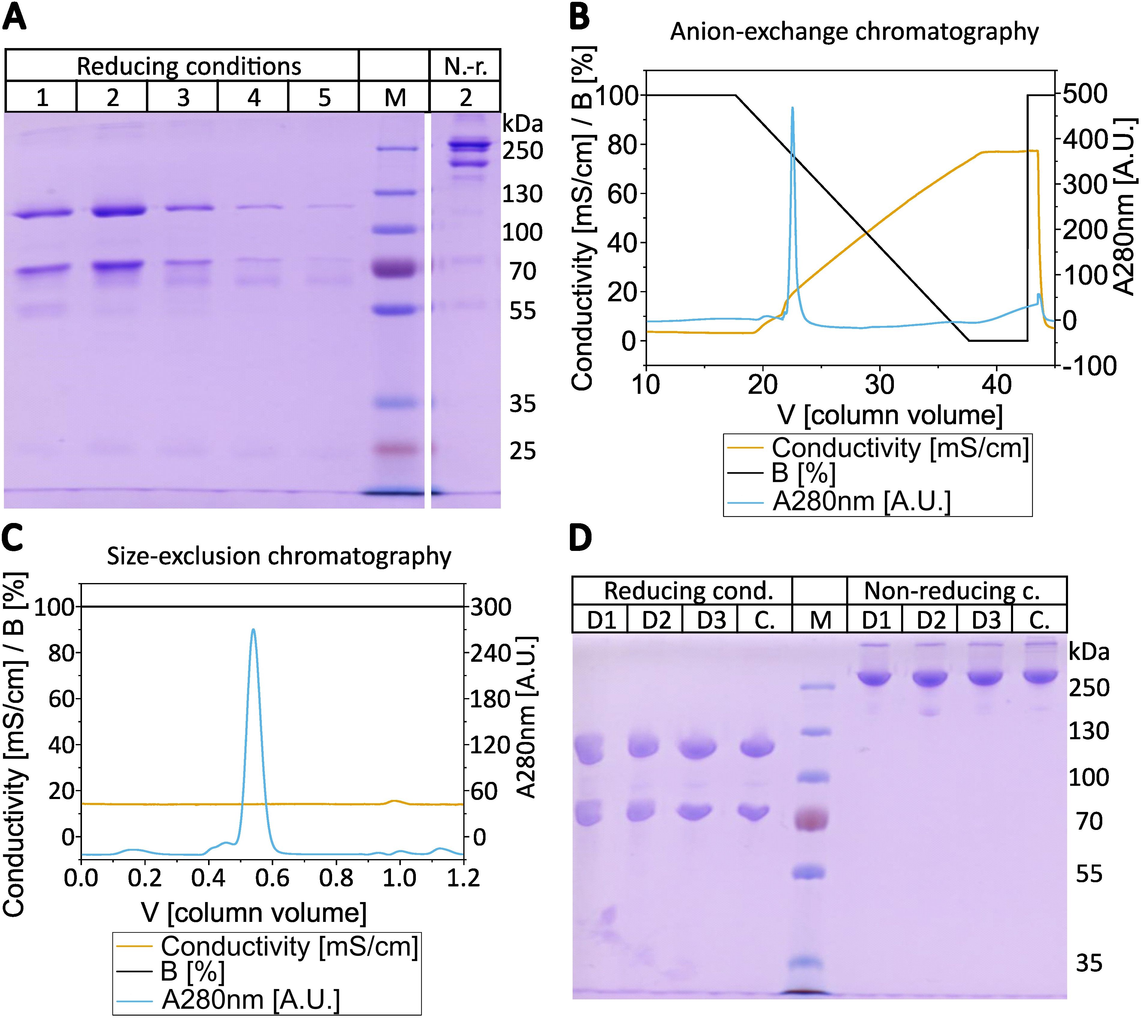 Panel A shows an SDS-PAGE gel with protein bands under reducing and non-reducing conditions. Panel B is a graph of anion-exchange chromatography showing conductivity, B percentage, and absorbance at 280 nanometers versus column volume. Panel C displays a size-exclusion chromatography graph with similar metrics. Panel D presents another SDS-PAGE gel with protein samples under reducing and non-reducing conditions, with labeled protein standards on the side.