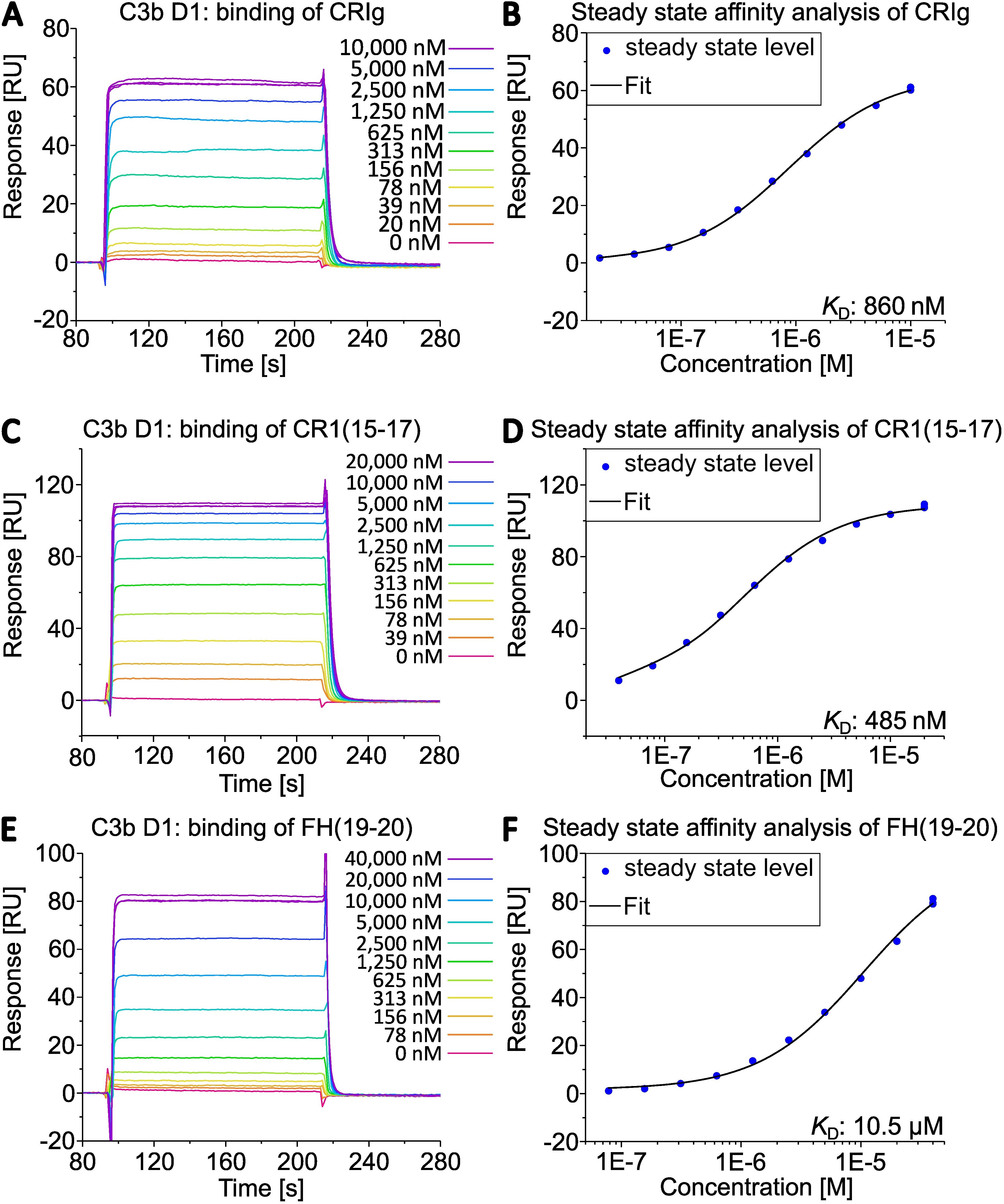 Six graphs depicting binding interactions and steady state affinity analyses. Graphs A and B show the binding and affinity analysis of CRIg with C3b D1, respectively. Graphs C and D show the binding and affinity analysis of CR1(15-17) with C3b D1. Graphs E and F show the binding and affinity analysis of FH(19-20) with C3b D1. The SPR sensorgrams plot response units (RU) of an binding event versus time in seconds. The sensorgrams for different analyte concentrations are shown. The steady state graphs plot concentration in molarity against response in RU. Dissociation constants \(K_D\) are 860 nM for CRIg, 485 nM for CR1(15-17), and 10.5 µM for FH(19-20).