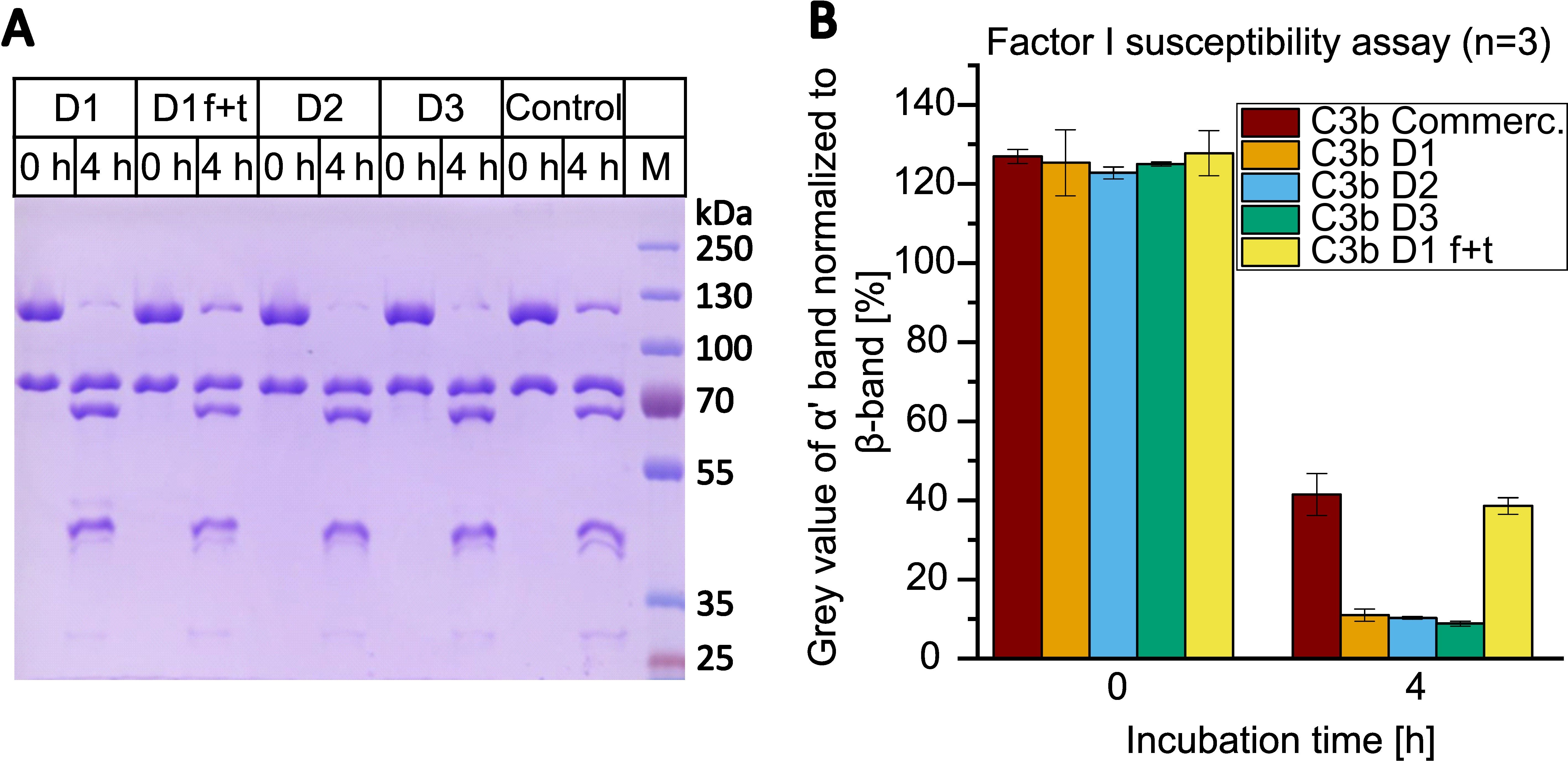 Gel electrophoresis and bar graph showing Factor I susceptibility assay results. Panel A displays protein bands for different samples: D1, D1f+t, D2, D3, Control, and Marker at incubation times zero and four hours. Panel B depicts a bar graph of normalized gray values of the alpha prime band against incubation time, with color-coded bars representing different C3b samples, showing a decrease in band intensity after four hours, with commercial C3b and C3b D1 f+t showing smaller decreases in intensity.