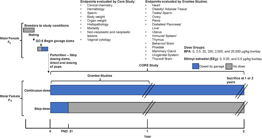 Flowchart depicting the CLARITY-BPA Core Study to evaluate the effects of bisphenol A (BPA) and ethinyl estradiol (EE₂). It outlines dosing schedules for male and female F0 and F1 generations, with blue indicating dosed by gavage and gray indicating no dosing. The chart shows timelines for continuous and stop-dose groups from gestational day 6 to parturition, and then through 1 or 2 years. Core study evaluates clinical chemistry, hematology, sperm, and other endpoints. Grantee studies assess additional endpoints like heart, obesity, and behavior. Dose groups for BPA range from 0 to 25,000 μg/kg-bw/day, while EE2 ranges from 0 to 0.5 μg/kg-bw/day.