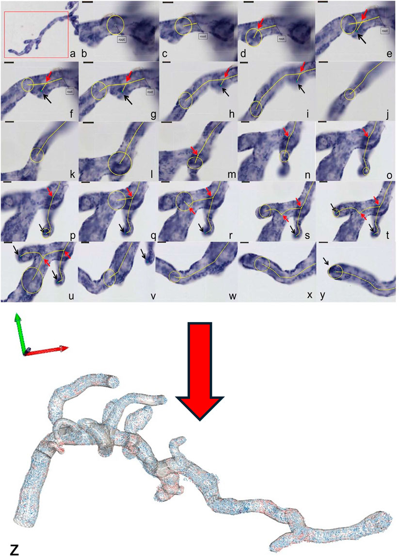 Images showing a sequence of magnified panels labeled a to y, featuring detailed cellular structures with yellow outlined paths and arrows indicating specific points. Below is a 3D rendering with a red arrow pointing to the structure, accompanied by a green and red axis indicator for orientation.