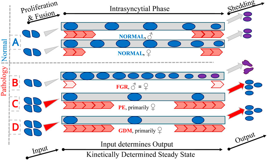 Diagram illustrating normal and pathological states in the intrasyncytial phase. Panel A shows normal conditions for males and females. Panels B, C, and D depict pathologies: FGR (fetal growth restriction), PE (preeclampsia), and GDM (gestational diabetes mellitus), primarily affecting females. Arrows indicate progression from proliferation and fusion to shedding, with inputs determining outputs in a kinetically determined steady state.