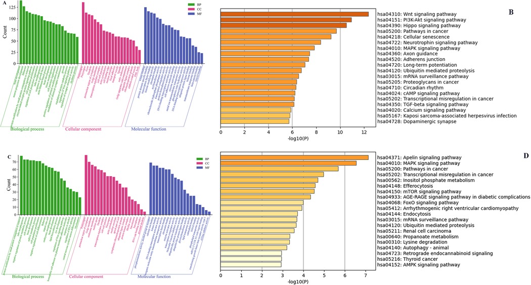 Grouped bar charts display gene ontology and pathway analyses. Panels A and C show counts of gene categories in biological processes, cellular components, and molecular functions. Panels B and D display pathway analysis with bars representing various signaling pathways, measured by negative logarithm of P-values, highlighting the significance of each.