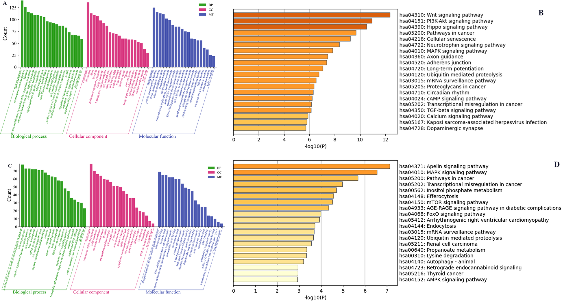 Grouped bar charts display gene ontology and pathway analyses. Panels A and C show counts of gene categories in biological processes, cellular components, and molecular functions. Panels B and D display pathway analysis with bars representing various signaling pathways, measured by negative logarithm of P-values, highlighting the significance of each.