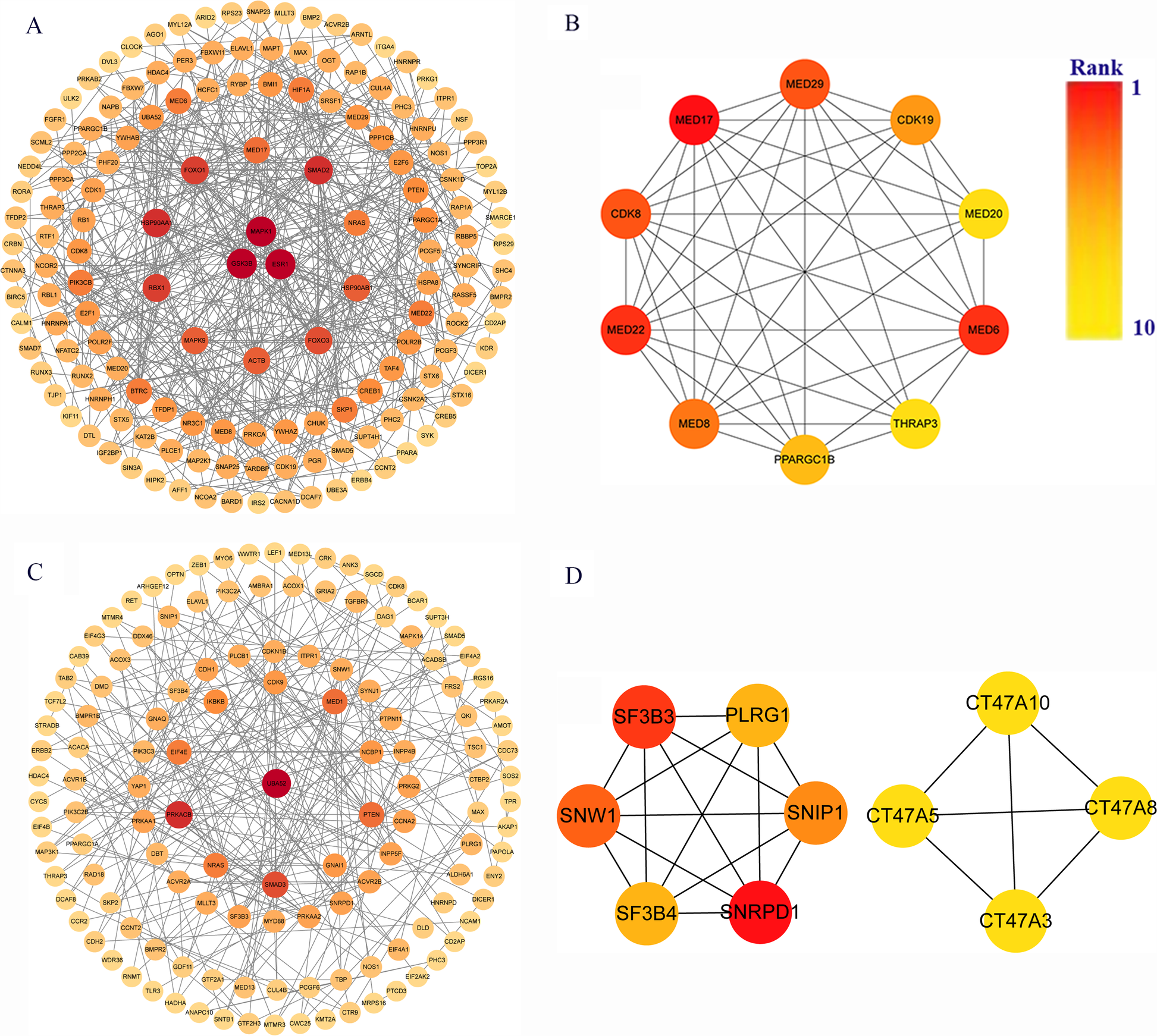 Four network graphs display gene interactions with a color gradient indicating rank from one (red) to ten (yellow). Graphs A and C are circular with central nodes connected to outer layers. Graphs B and D are smaller with fewer nodes, showing interconnected relationships. A color scale on the right illustrates the ranking gradient.