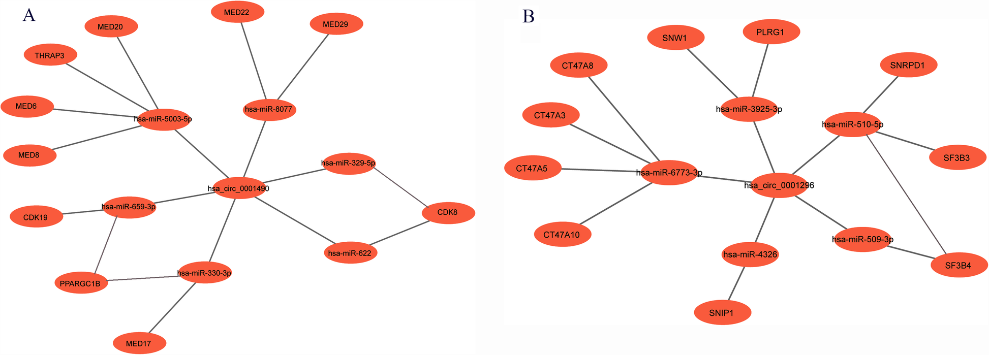 Two network diagrams labeled A and B. Diagram A shows connections between multiple oval nodes labeled with various identifiers, centering around nodes like \"hsa-miR-5103-5p.\" Diagram B similarly connects nodes, centered on nodes like \"hsa-miR-8775-3p,\" with several nodes labeled with different codes radiating outwards. Both diagrams are connected and color-coded in orange on a white background.