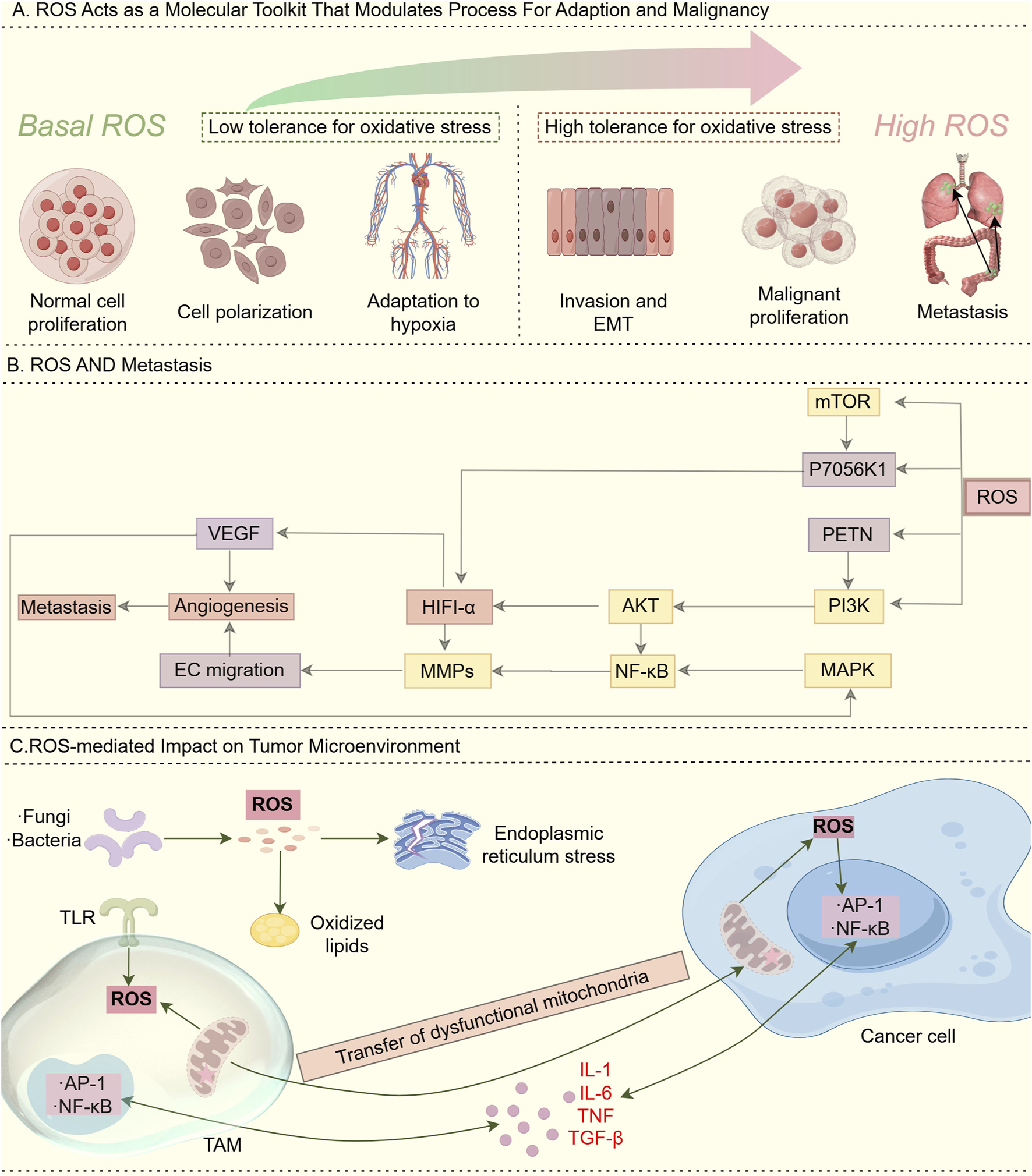 Diagram illustrating the role of ROS in cancer. A: Basal to high ROS levels influence processes from normal cell proliferation to metastasis. B: Pathways highlight ROS in angiogenesis and metastasis. C: ROS impacts the tumor microenvironment by influencing mitochondrial transfer, endoplasmic reticulum stress, and cytokine release, affecting both TAM and cancer cells.