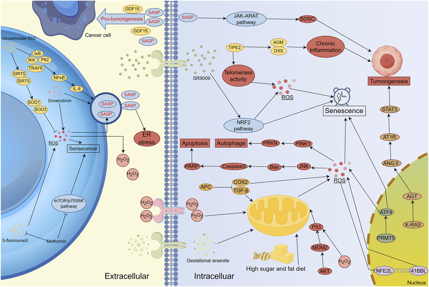 Diagram illustrating cellular pathways involved in cancer cell behavior. It shows extracellular influences like Ginsenoside Rh2, Doxorubicin, and 5-fluorouracil affecting intracellular processes. Key elements include ROS, senescence, ER stress, signaling pathways (e.g., JAK-ARAT, NRF2), chronic inflammation, and tumorigenesis. Metformin and high sugar and fat diets influence these pathways. Various proteins, such as SIRT5, NFκB, PRKN, and P53, are represented, highlighting complex interactions within cancer and cellular aging mechanisms.