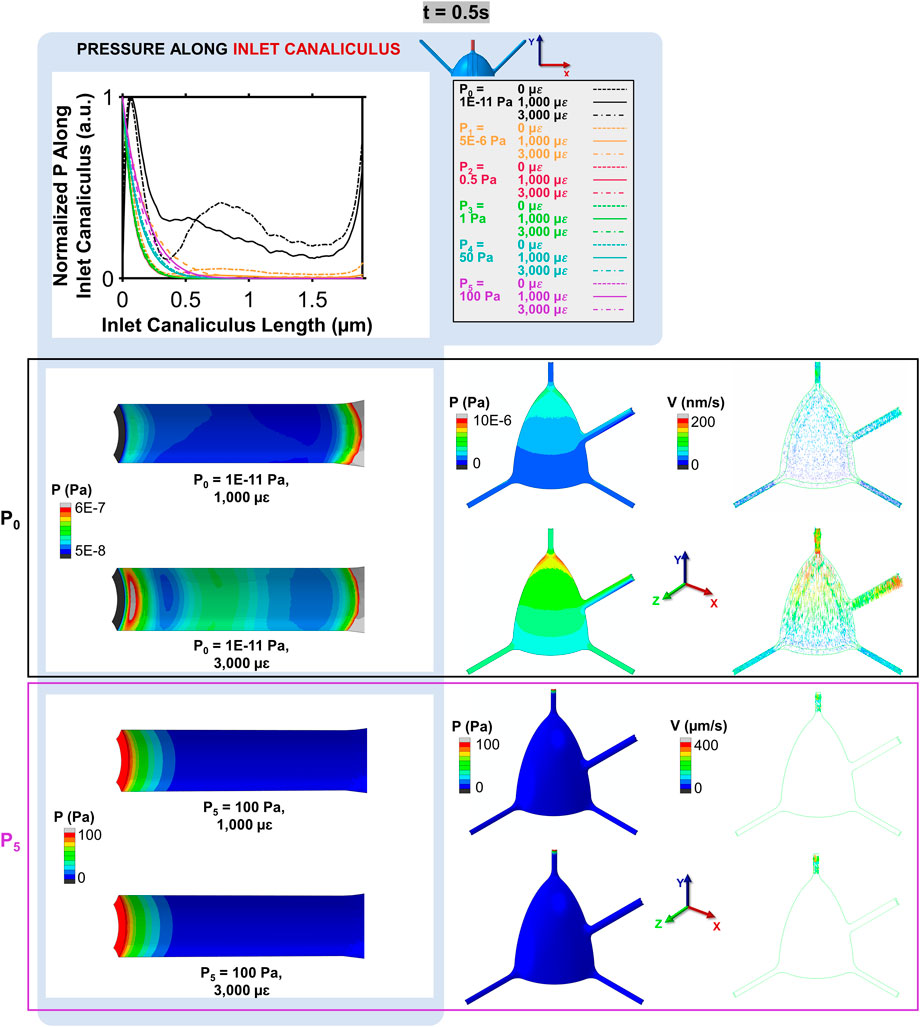 Fluid dynamics simulation results showing pressure and velocity distributions in an inlet canaliculus at t = 0.5 seconds. The top panel presents a graph of normalized pressure along the canaliculus against the canaliculus length for varying pressures and strains. The lower panels display color-coded pressure and velocity fields for two conditions: P0 = 1E-11Pa and P5 = 100Pa with different strains: 1,000 and 3,000 με. Arrows and contour plots illustrate flow patterns and magnitudes.
