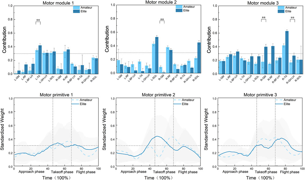 The image contains six graphs comparing motor modules and motor primitives between amateur and elite groups. The top row shows bar graphs for Motor Modules 1, 2, and 3, indicating contributions from various muscles. Significant differences are marked with double asterisks. The bottom row displays line graphs for Motor Primitives 1, 2, and 3, showing standardized weight over time across approach, takeoff, and flight phases. Different patterns are shown for amateur and elite groups with solid and dashed lines, respectively.