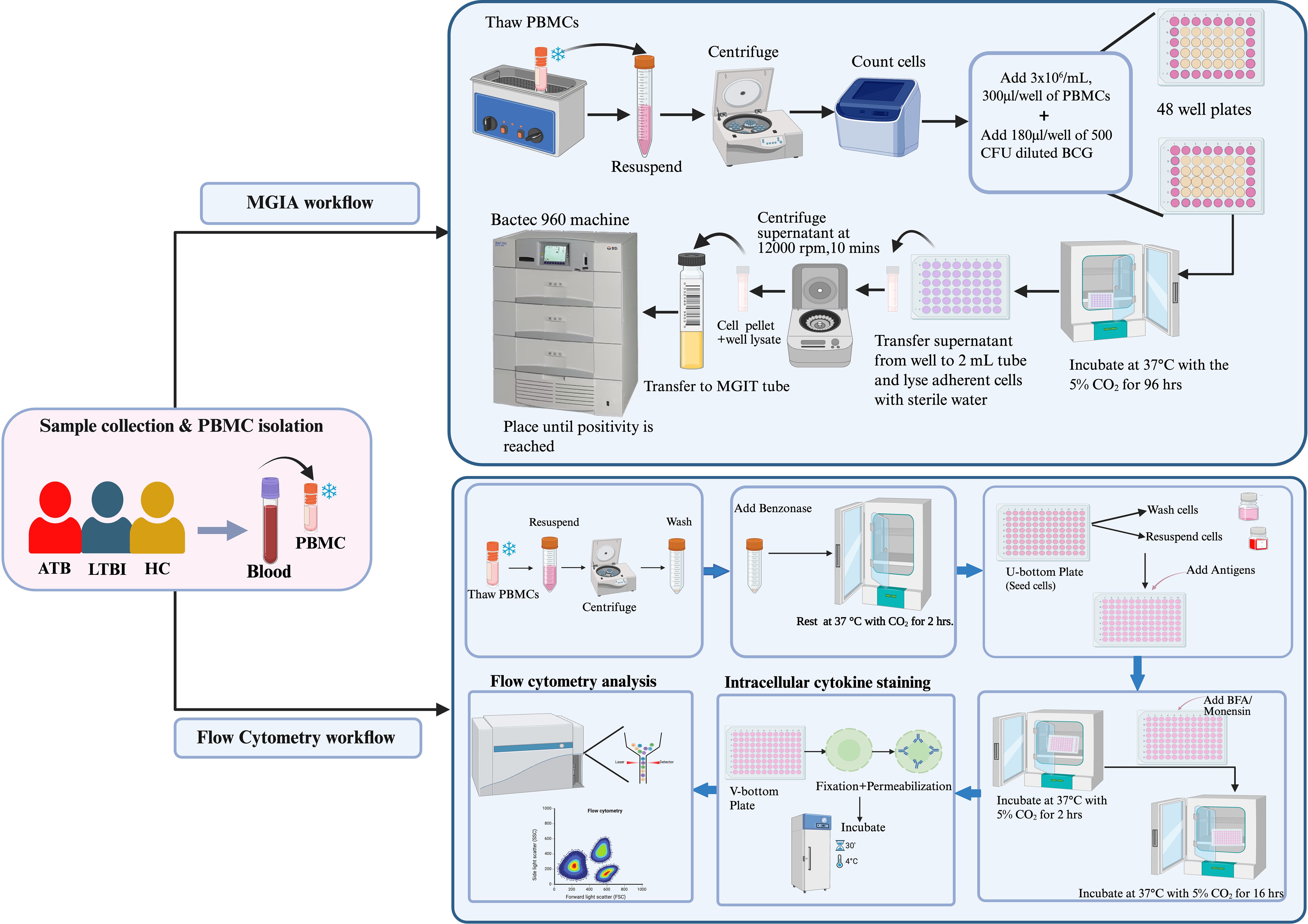 Flowchart illustrating the workflow for MGIA, including sample collection and PBMC isolation, MGIA workflow, and flow cytometry workflow. The process begins with thawing PBMCs, centrifugation, and counting cells. PBMCs are placed in 48-well plates and incubated with CO2. In another workflow, PBMCs are resuspended, washed, and combined with Benzonase. This is followed by intracellular cytokine staining, fixation, permeabilization, and incubation with specified conditions. Flow cytometry analysis is conducted as a final step.