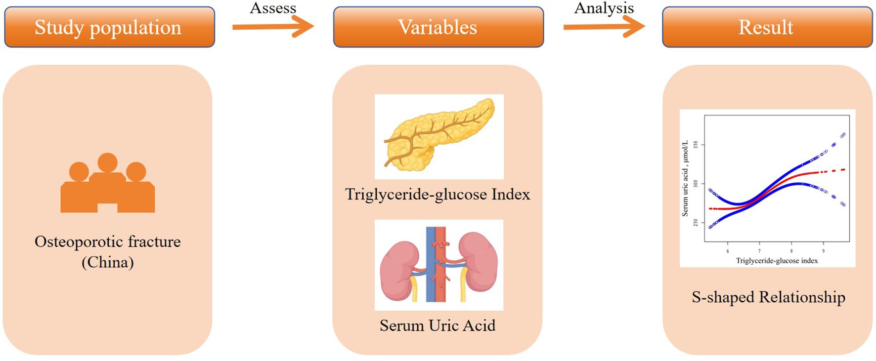 Flowchart illustrating the process of a study. It includes the study population of osteoporotic fractures in China. Variables include the Triglyceride-glucose Index and Serum Uric Acid. The analysis results show an S-shaped relationship between these variables.
