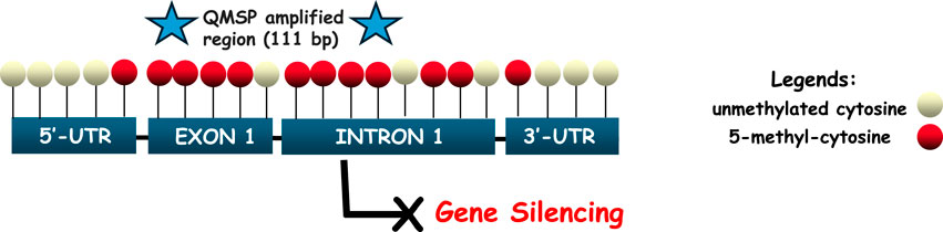 Diagram of the SPARC promoter region showing 5’ UTR, Exon 1, Intron 1, and 3’ UTR. It includes unmethylated cytosine (white circles) and 5-methyl-cytosine (red circles). The QMSP amplified region (111 bp) is marked by blue stars. An arrow points to