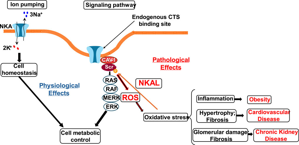 Diagram illustrating the dual role of NKA in cellular functions. On the left, physiological effects show ion pumping (3Na⁺ out, 2K⁺ in) leading to cell homeostasis and metabolic control. On the right, pathological effects from endogenous CTS binding and related pathways (including ROS, RAS, RAF, MERK, ERK) lead to oxidative stress and conditions like obesity, cardiovascular disease, and chronic kidney disease. The central focus is on the signaling pathway involving CAV1 and Src that results in oxidative stress.