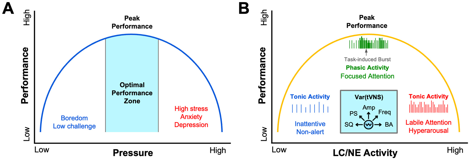 Diagram (A, B) display the relationship between performance and two variables: pressure and LC/NE activity. Diagram (A) illustrates an inverted U-curve showing optimal performance at moderate pressure, with low pressure leading to boredom and high pressure to anxiety. Diagram (B) parallels this with LC/NE activity, indicating optimal performance with balanced phasic activity, while low activity results in inattentiveness and high activity leads to hyperarousal.