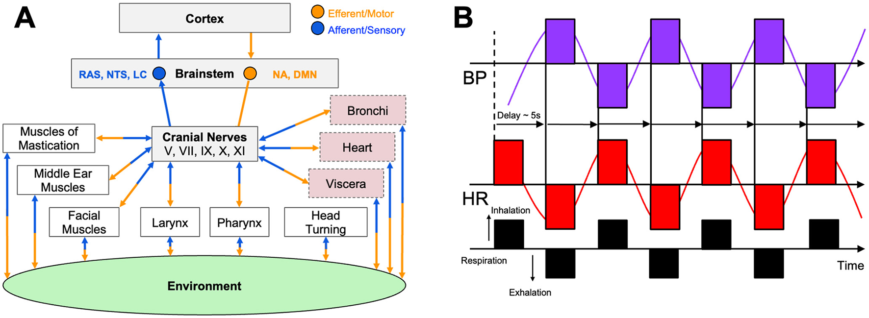 Diagram (A) illustrates a network of connections between the cortex, brainstem, cranial nerves, and various body systems such as muscles, heart, and viscera. Efferent/motor and afferent/sensory pathways are depicted. Diagram (B) shows a graph of blood pressure (BP), heart rate (HR), and respiration over time, indicating a delay in response.