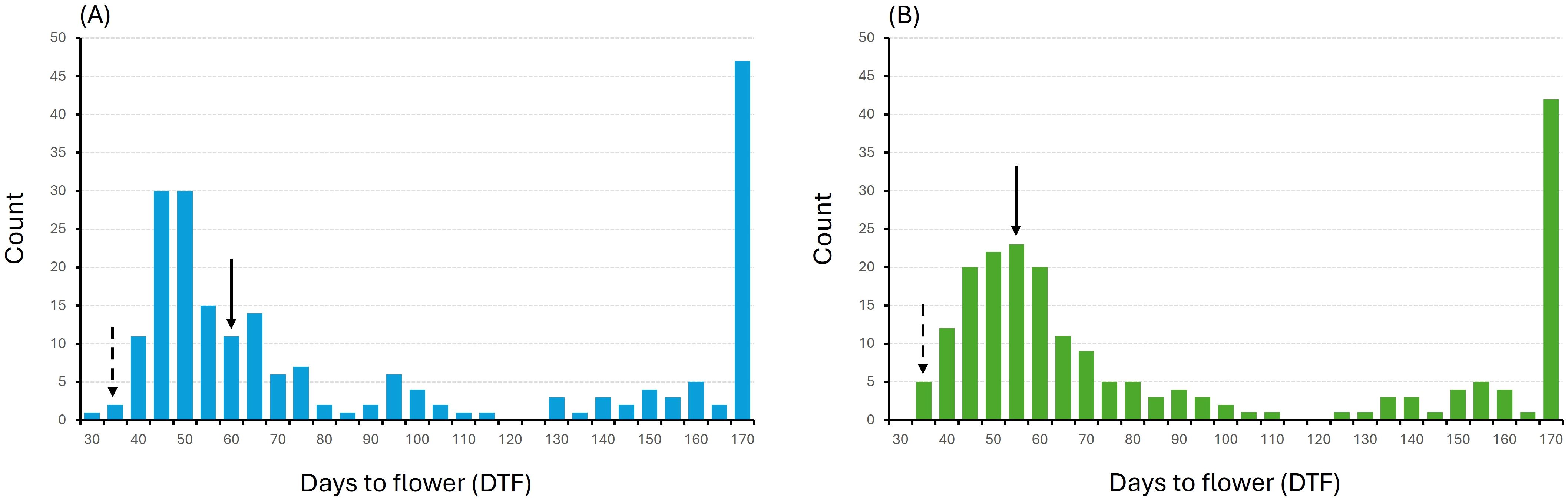 Histograms A and B depict days to flower (DTF) counts. Graph A has blue bars with peaks at 50 to 60 days, and a high at 170 days. Graph B has green bars peaking at 50 to 60 days, with a notable rise at 170 days. Arrows highlight key days.