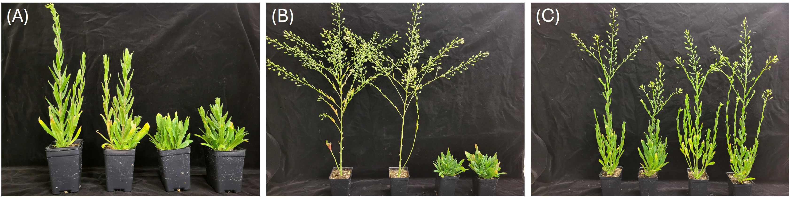 Three panels labeled A, B, and C show different stages of plant growth in black pots against a dark background. Panel A presents four young plants with thick green leaves. Panel B displays two taller, branching plants. Panel C features four mature plants with thin stems and sparse leaves.
