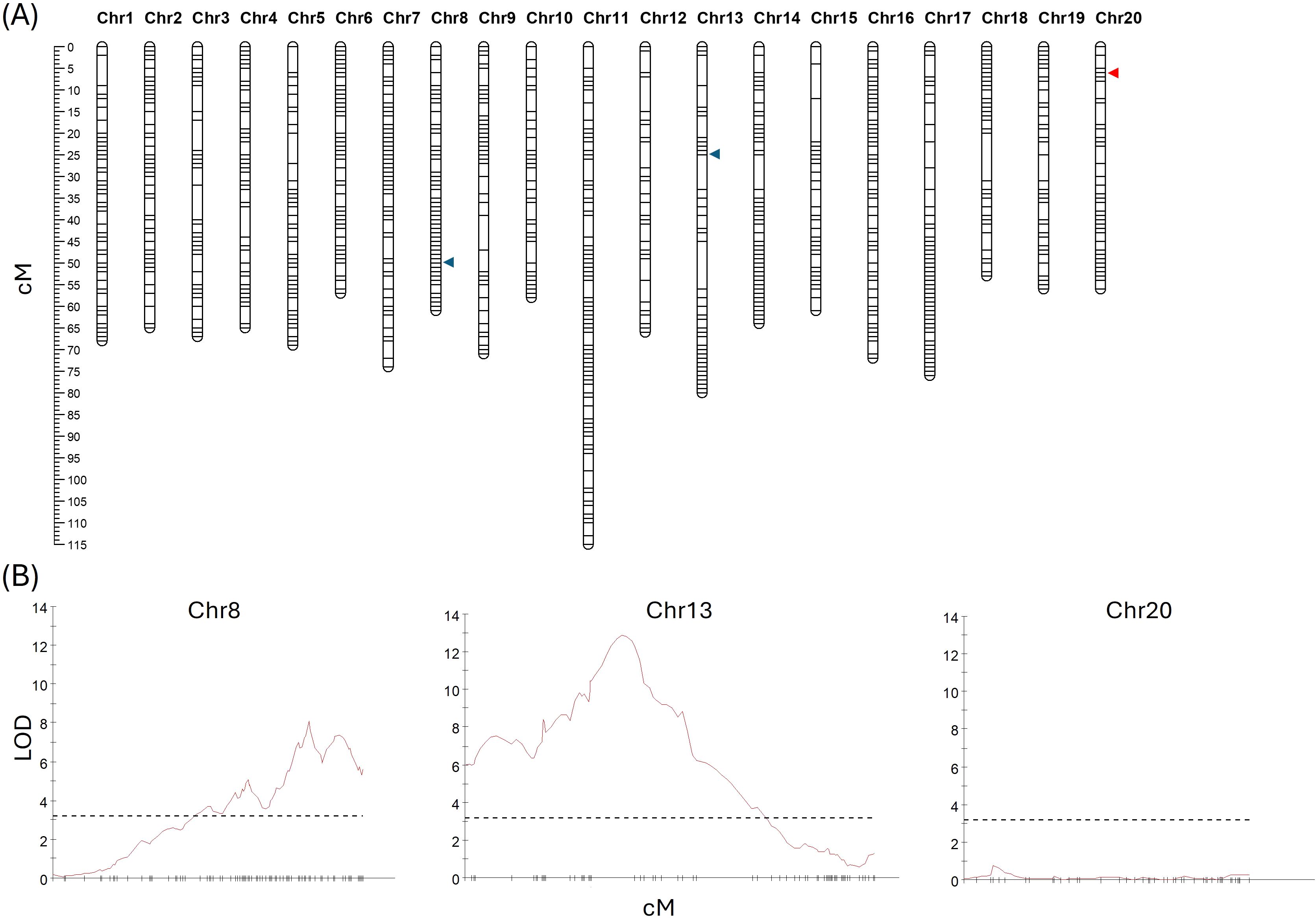 Diagram consisting of two parts: (A) A schematic representation of twenty chromosomes labeled Chr1 to Chr20, marked with centimorgan (cM) scales alongside specific colored arrows pointing to certain loci; (B) Line graphs for Chr8, Chr13, and Chr20 showing log of odds (LOD) scores along varying centimorgan positions, with a horizontal dashed line indicating a threshold LOD score.