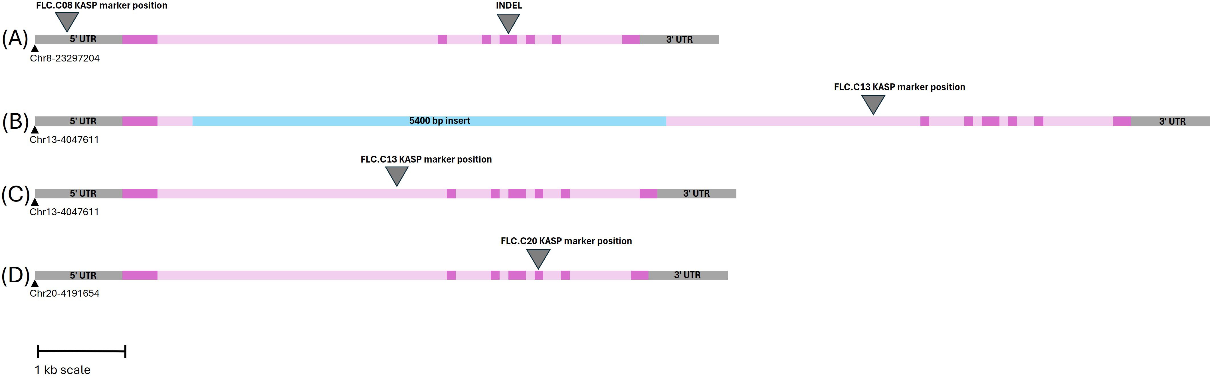 Diagram showing genetic markers on three chromosomal locations with 5' and 3' UTRs. Marker positions FLC.C08, FLC.C13, and FLC.C20 are indicated with arrows. There is a 5400 bp insert on Chr13-4047611 and an INDEL on Chr8-23297204. A scale of one kilobase is included.