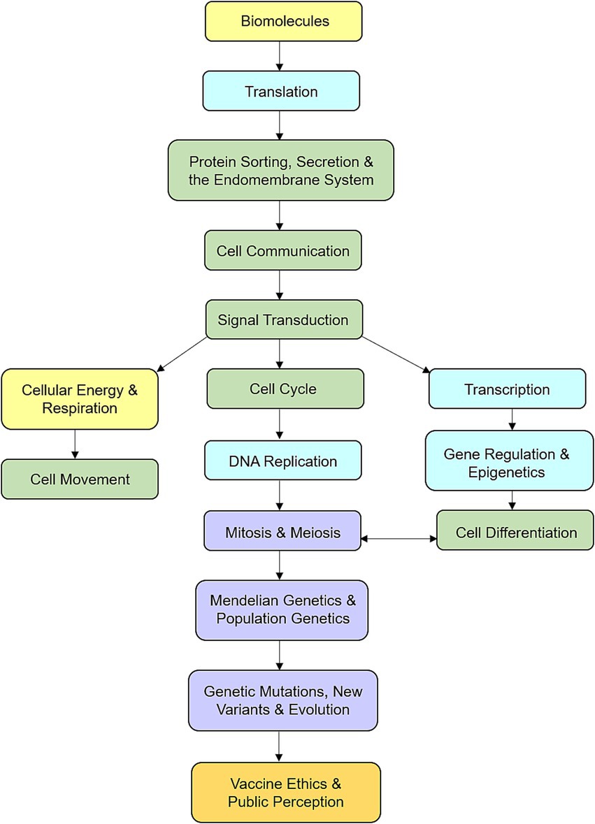Flowchart depicting biological processes starting with biomolecules, leading sequentially through translation, protein sorting, and cell communication. It splits into cellular energy and respiration, the cell cycle, and transcription paths. Further processes include DNA replication, mitosis and meiosis, genetics, and evolution. The chart concludes with vaccine ethics and public perception.