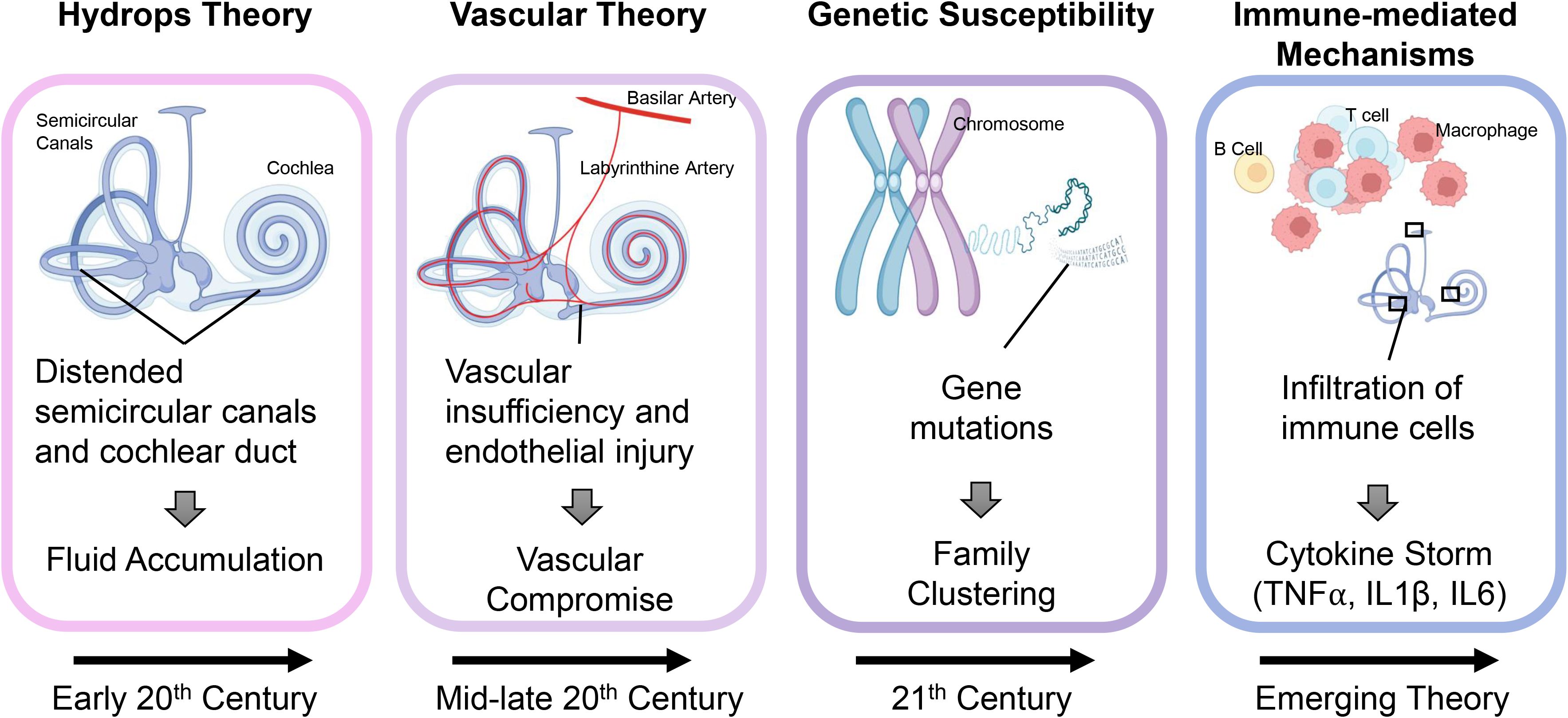 Diagram illustrating theories of ear disease progression. Hydrops Theory: distended semicircular canals and cochlear duct leading to fluid accumulation, early 20th century. Vascular Theory: vascular insufficiency causing endothelial injury and compromise, mid-late 20th century. Genetic Susceptibility: chromosome gene mutations leading to family clustering, 21st century. Immune-mediated Mechanisms: infiltration of immune cells causing cytokine storm (TNFα, IL1β, IL6), emerging theory.