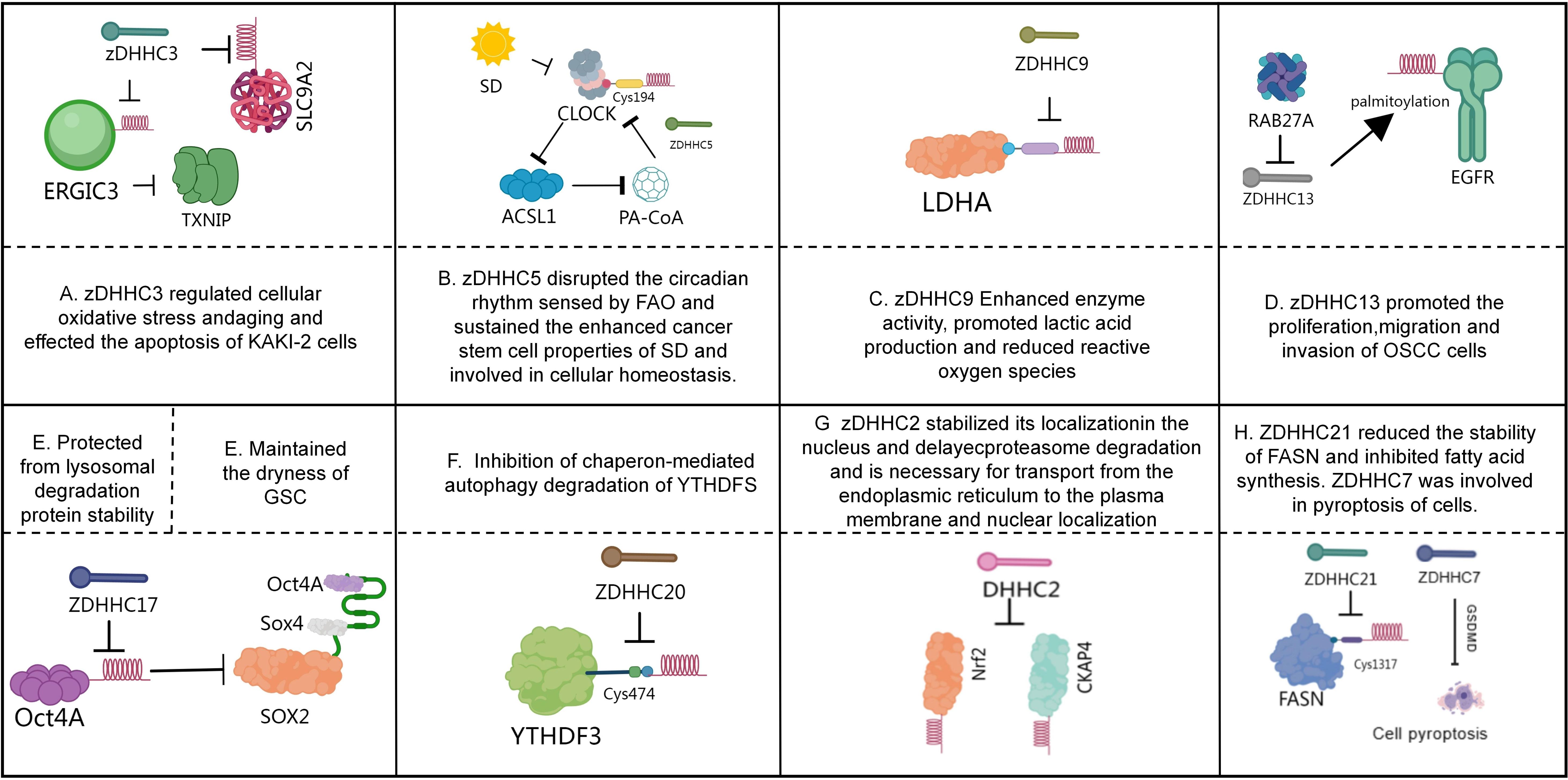 Scientific illustration divided into sections, each detailing the role of various zDHHC proteins in cellular processes. Graphics depict interactions with molecules like ERGIC3, CLOCK, LDHA, and FASN. Descriptions explain effects such as regulating oxidative stress, disrupting circadian rhythm, enhancing enzyme activity, and reducing protein stability. Each section highlights different cellular impacts, including apoptosis, proliferation, and autophagy inhibition, illustrating the complex functions of these proteins in cellular mechanisms.