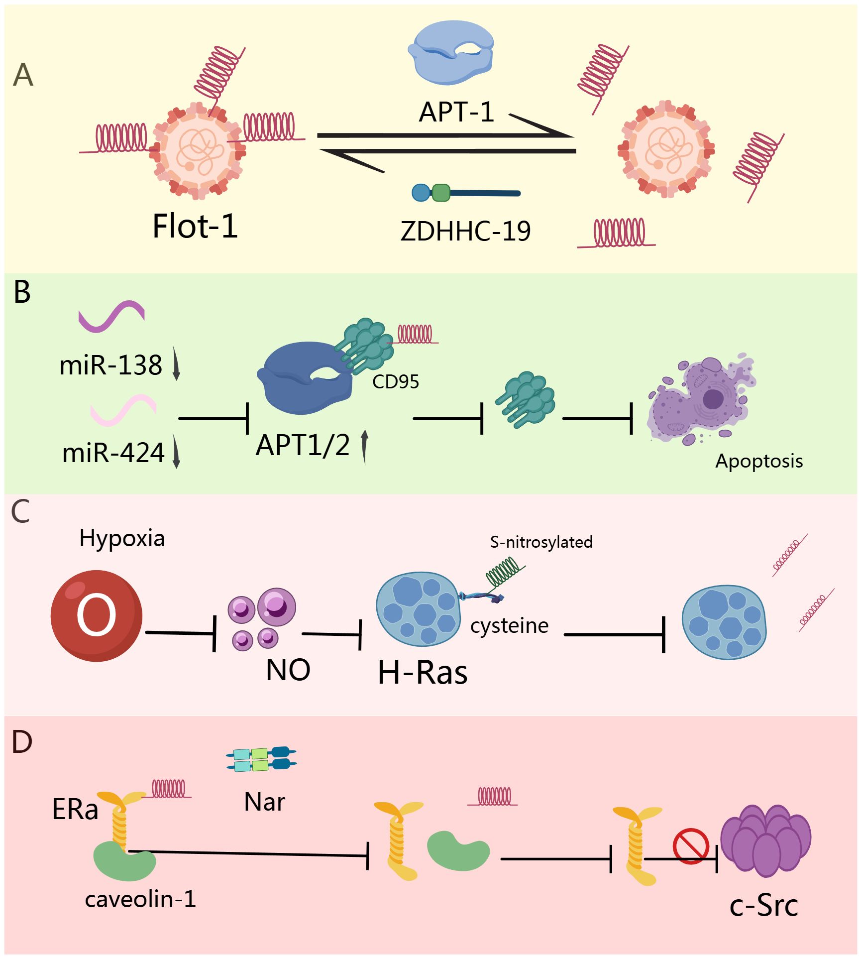 Diagram illustrating various biochemical pathways. (A) Interaction between Flot-1 and APT-1 modulated by ZDHHC-19. (B) miR-138 and miR-424 influence APT1/2 levels, affecting CD95 and inhibiting apoptosis. (C) Hypoxia reduces NO levels, impacting H-Ras through S-nitrosylation at cysteine, shown with downstream effects. (D) ERa pathway shows inhibition of caveolin-1 and c-Src, modulated by Nar.