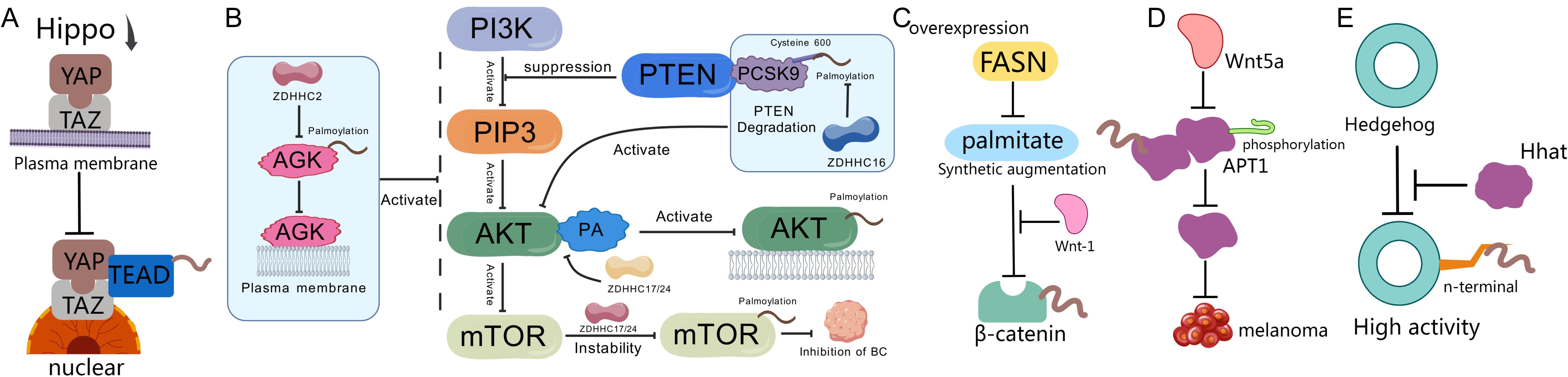 Diagram illustrating signaling pathways related to cell processes. Panel A shows the Hippo pathway with YAP and TAZ proteins moving from the plasma membrane to the nucleus and interacting with TEAD. Panel B details PI3K/AKT/mTOR signaling involving PI3K, PIP3, AKT, PTEN, and mTOR interactions. Panel C depicts FASN overexpression affecting β-catenin via palmitate. Panel D illustrates Wnt5a and APT1's role in melanoma cell activity. Panel E displays Hedgehog signaling, indicating Hhat and n-terminal involvement in high activity regulation. Each component is linked by activation or suppression arrows.