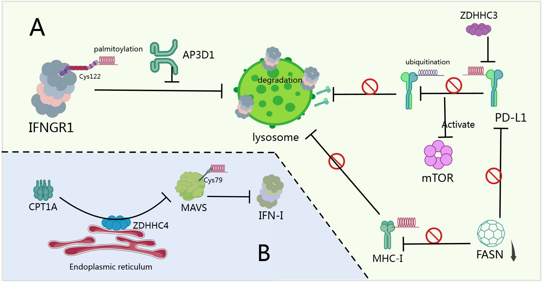Diagram illustrating two pathways: A and B. In Pathway A, IFNGR1 undergoes palmitoylation at Cys122, inhibited by AP3D1, leading to lysosomal degradation. ZDHHC3 inhibits ubiquitination and activation of mTOR, affecting PD-L1. In Pathway B, ZDHHC4 facilitates CPT1A localization to the endoplasmic reticulum, impacting MAVS at Cys79 and IFN-I production.