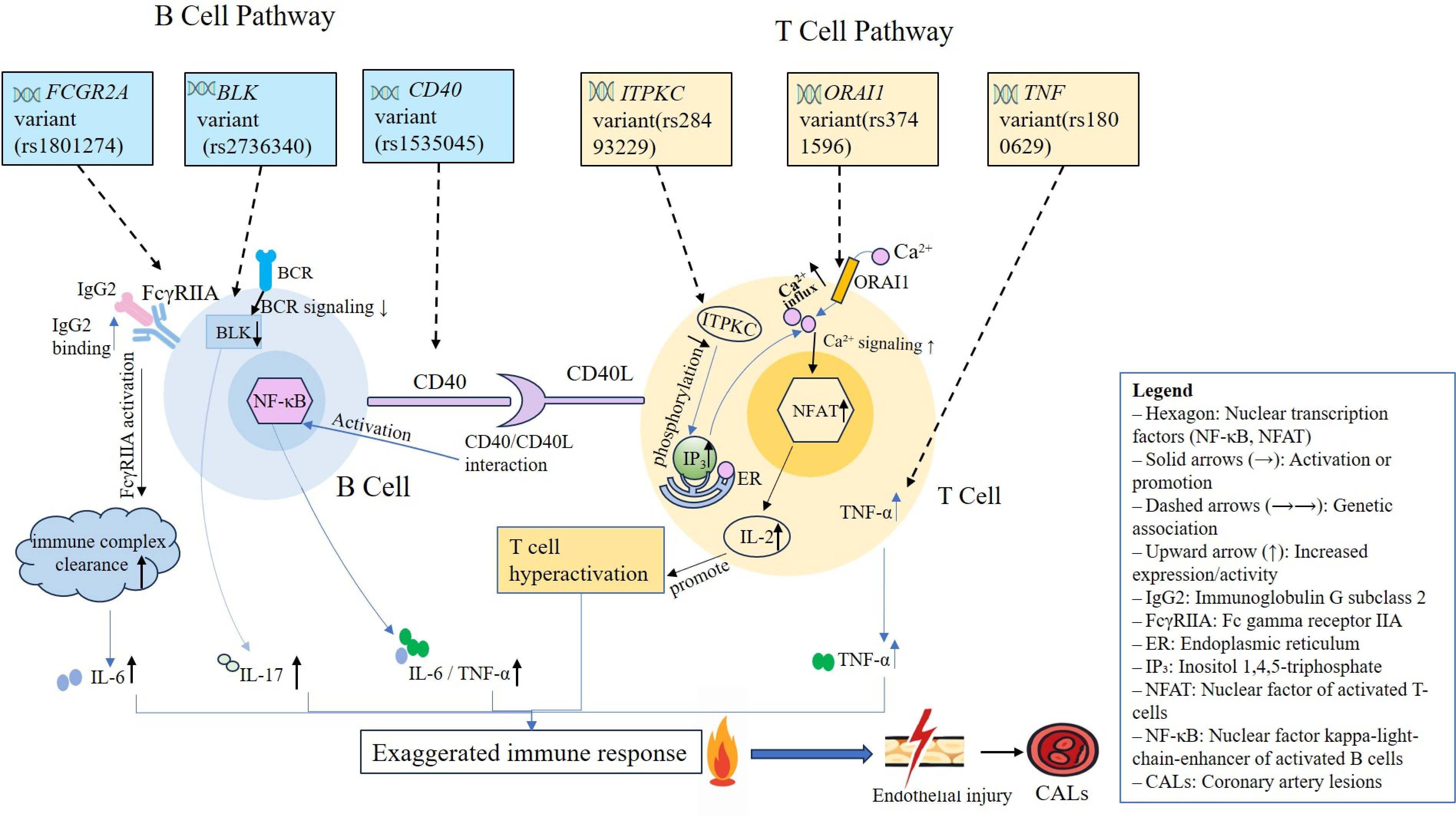 Diagram shows B and T cell pathways, highlighting genetic variants and their roles in immune response. B cell pathway involves FCGR2A, BLK, and CD40 variants affecting signaling and activation, leading to immune complex clearance and elevated IL-6 production. T cell pathway involves ITPKC, ORAI1, and TNF variants, leading to increased calcium signaling and T cell hyperactivation, resulting in TNF-α production. Both pathways contribute to exaggerated immune responses, potentially causing endothelial injury and coronary artery lesions (CALs). Legend explains symbols and abbreviations used in the diagram.