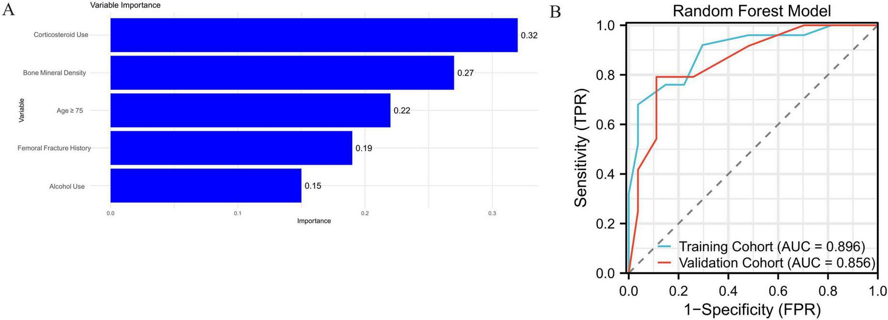 Panel A shows a horizontal bar chart of variable importance, with corticosteroid use at 0.32, bone mineral density at 0.27, age over seventy-five at 0.22, femoral fracture history at 0.19, and alcohol use at 0.15. Panel B displays an ROC curve for a random forest model with the training cohort having an AUC of 0.896 and the validation cohort an AUC of 0.856.