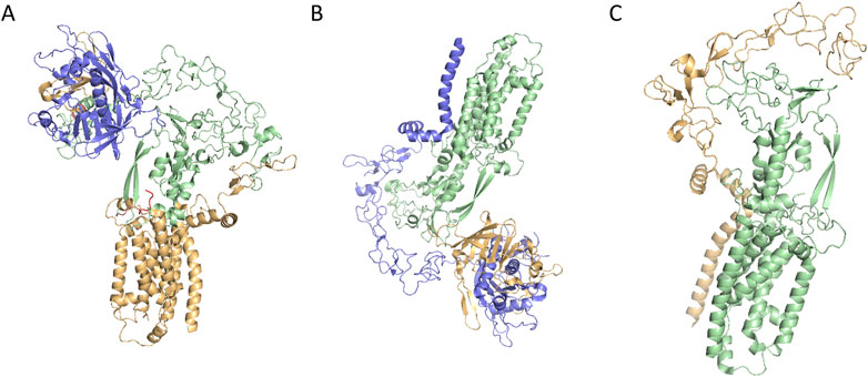 Three molecular structures labeled A, B, and C are shown. Each structure consists of intertwined helices and sheets in colors blue, green, and beige. The models illustrate complex protein formations, demonstrating diverse arrangements and connections in three-dimensional space.