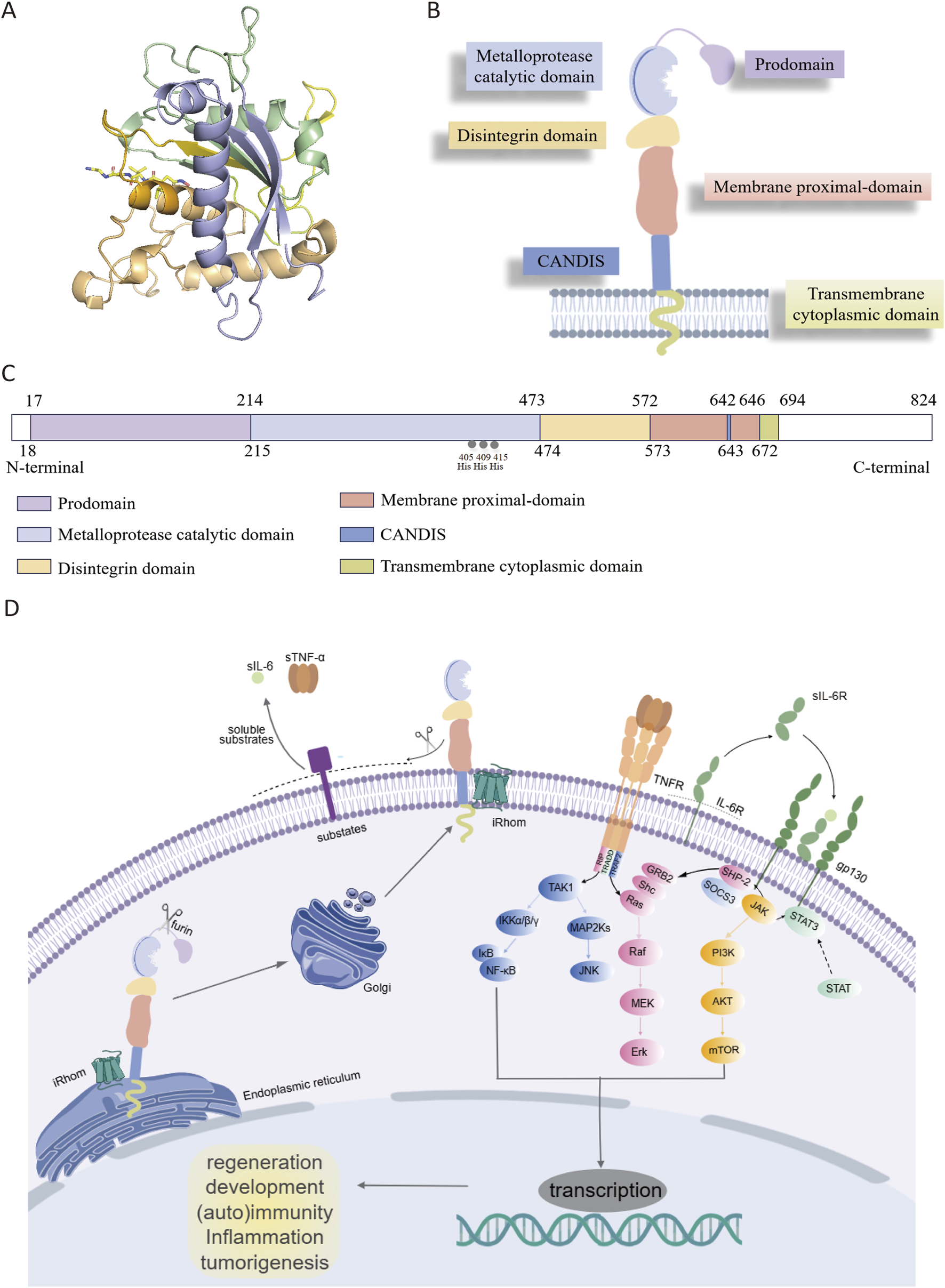A composite image illustrating the structure and function of a protein. Panel A shows a 3D protein structure with different domains colored uniquely. Panel B is a schematic representation of the protein with labeled domains: prodomain, metalloprotease catalytic domain, disintegrin domain, membrane proximal-domain, CANDIS, and transmembrane cytoplasmic domain. Panel C is a linear representation indicating the amino acid positions of each domain. Panel D illustrates a signaling pathway, showing the protein's interaction with substrates and its role in biological processes like regeneration, immunity, inflammation, and tumorigenesis.