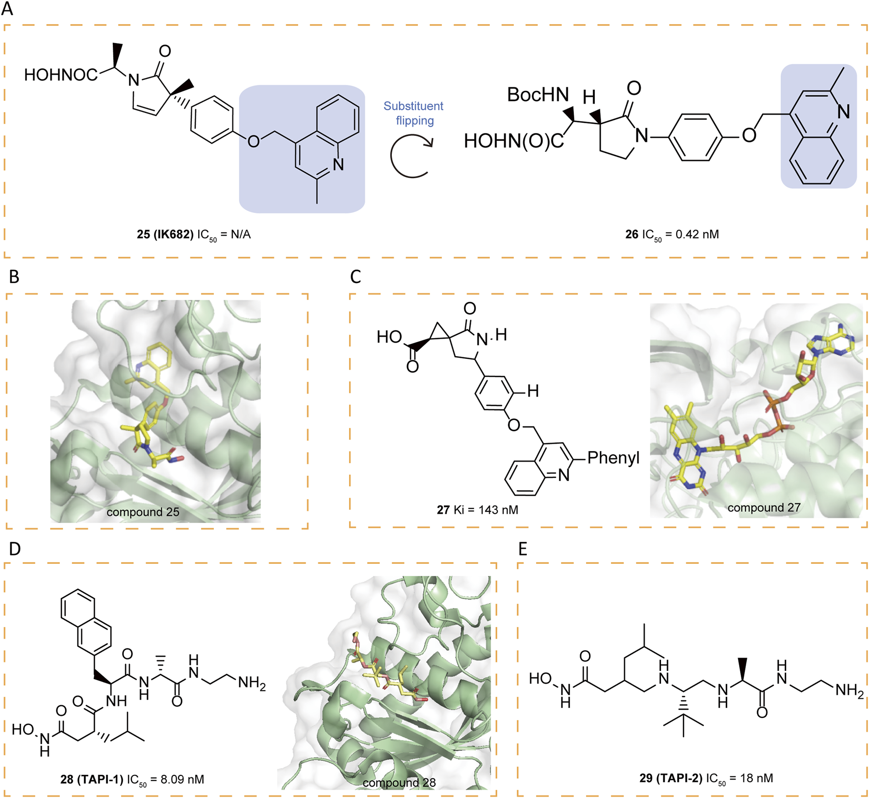 Chemical structures and molecular models illustrate compounds 25 to 29 and their interactions with protein structures. Panel A shows the structures of compounds 25 and 26 with IC50 values. Panels B and C display compound 25 and 27’s binding to proteins. Panels D and E present compounds 28 and 29 with their IC50 values and protein interactions. The image focuses on substituent flipping and molecular behavior.