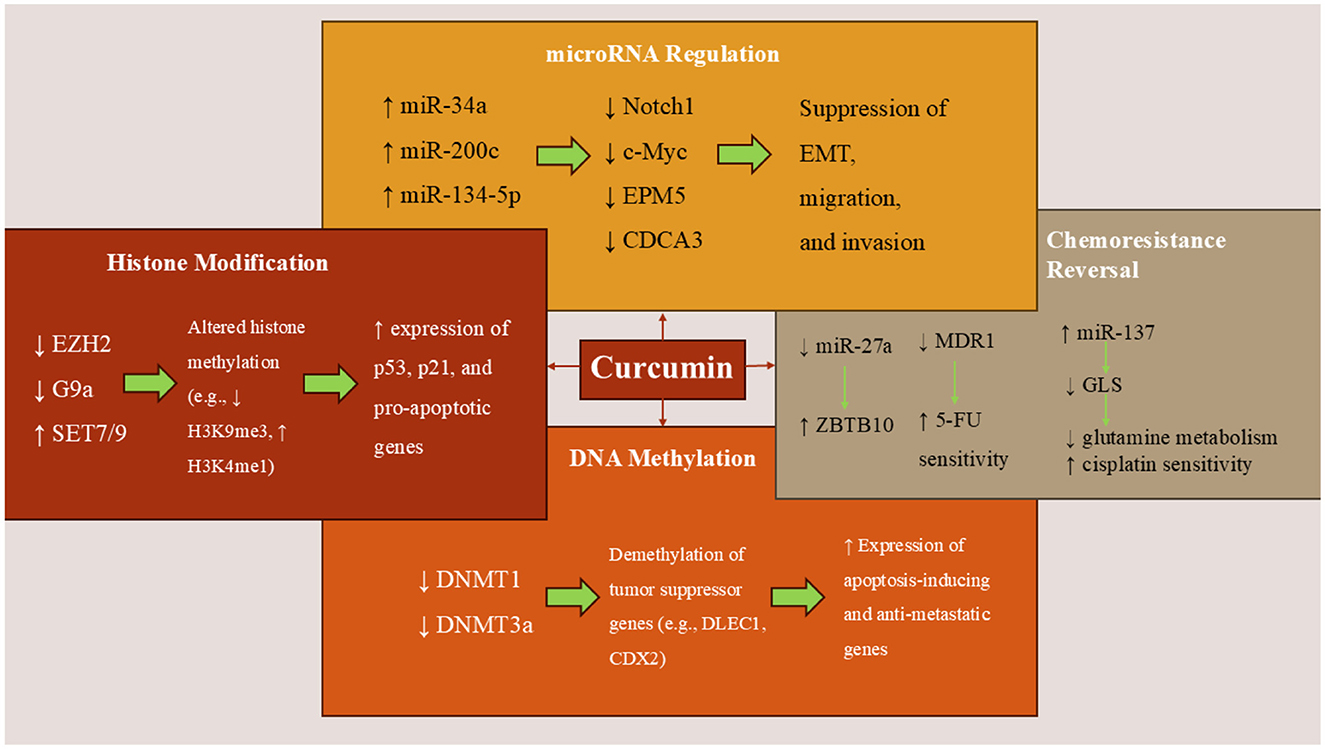 Diagram illustrating the mechanisms of curcumin in cancer treatment. It shows the impact on microRNA regulation, chemoresistance reversal, histone modification, and DNA methylation. Curcumin affects various pathways including the increase of pro-apoptotic genes and tumor suppressor gene demethylation, while reducing elements like Notch1 and c-Myc for cancer cell suppression, enhancing drug sensitivity, and altering histone methylation.