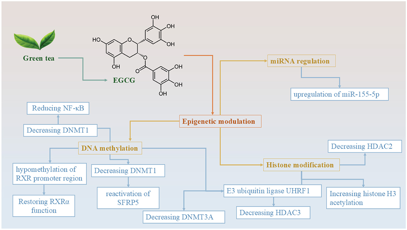 Flowchart illustrating how green tea's EGCG affects epigenetic modulation through DNA methylation, miRNA regulation, and histone modification. EGCG reduces NF-kB, decreases DNMT1, DNMT3A, and HDAC3, leading to DNA hypomethylation, SFRP5 reactivation, upregulation of miR-155-5p, and increased histone H3 acetylation.