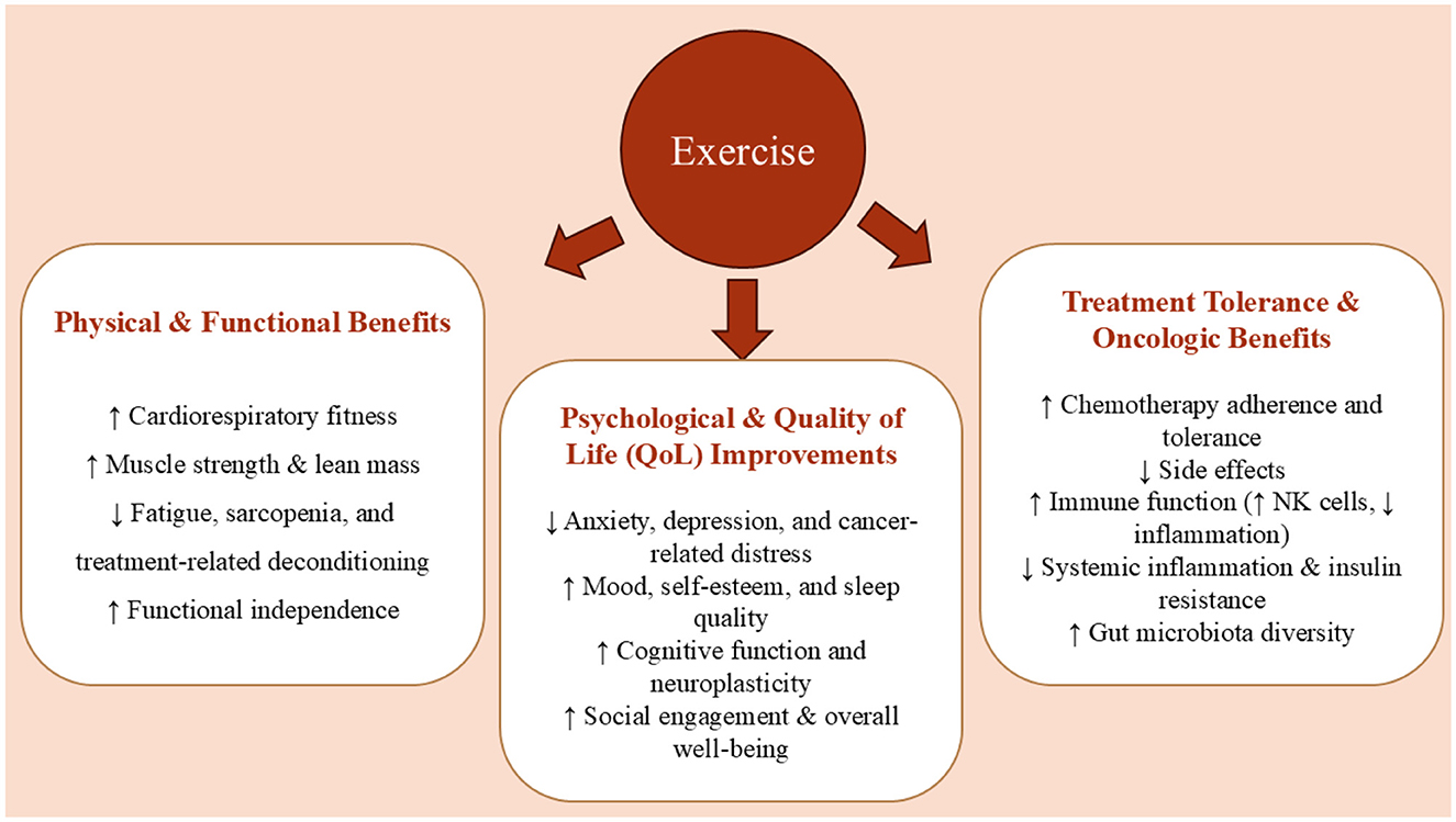 Diagram depicting the benefits of exercise related to cancer care. It highlights three categories: Physical and Functional Benefits, Psychological and Quality of Life Improvements, and Treatment Tolerance and Oncologic Benefits. Each category lists specific advantages, such as improved cardiorespiratory fitness, reduced anxiety, enhanced chemotherapy adherence, boosted immune function, and increased gut microbiota diversity. Arrows indicate the connection between exercise and these benefits.
