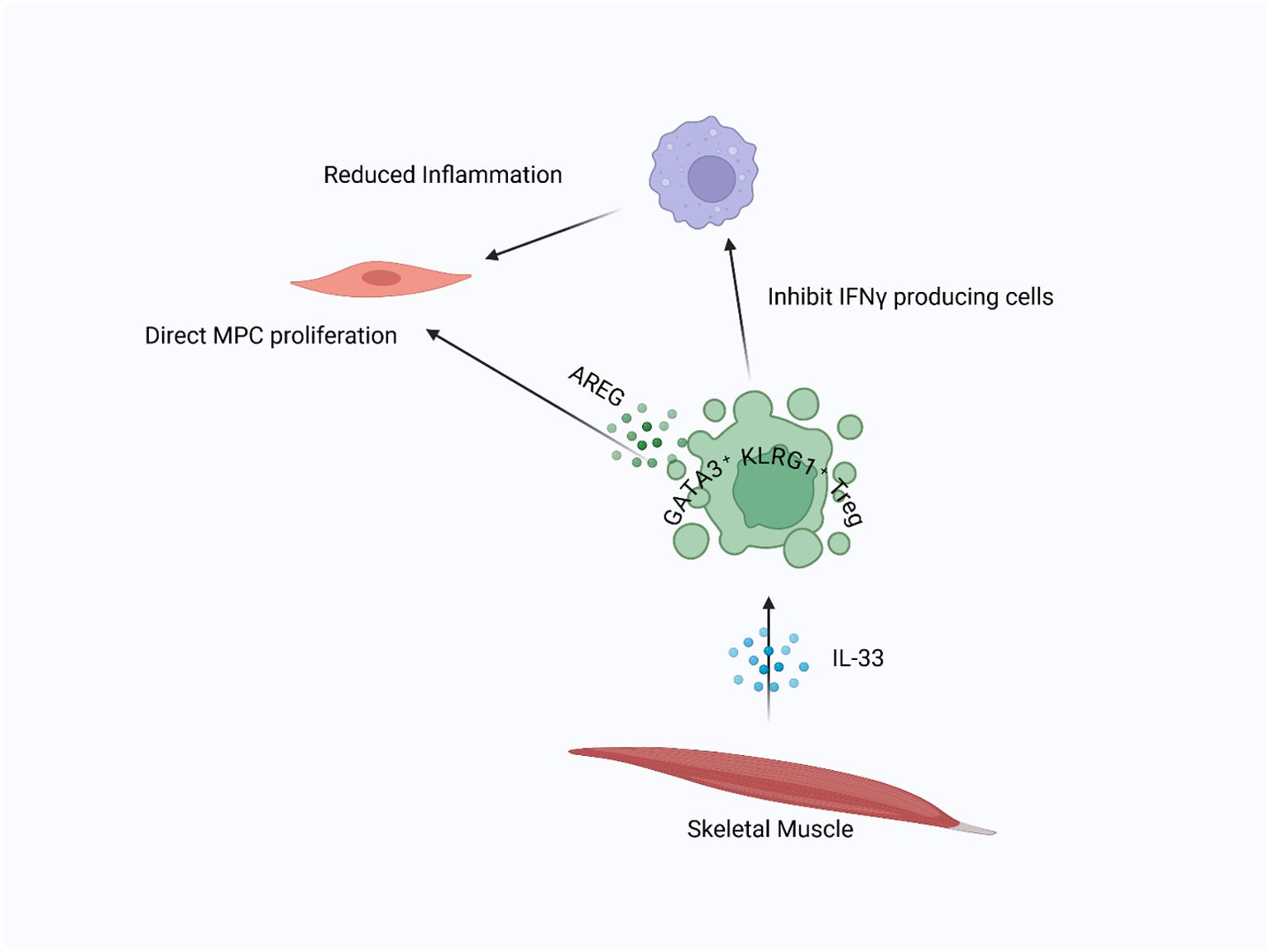 Diagram depicting the interaction of skeletal muscle with T regulatory cells. IL-33 is shown enhancing GATA3+ KLRG1+ Treg cells, which produce AREG. AREG leads to reduced inflammation and direct MPC proliferation, while inhibiting IFNγ-producing cells.