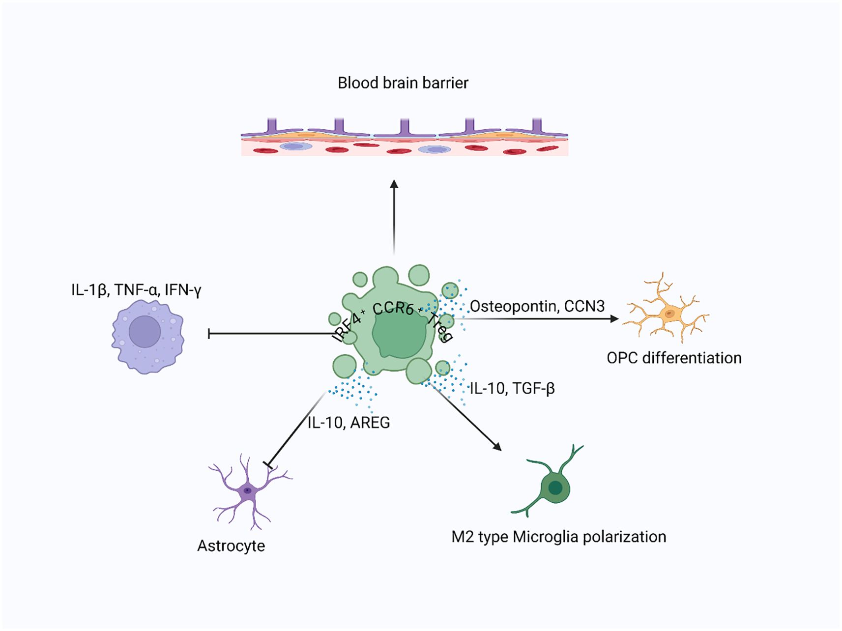 Illustration of interactions involving the blood-brain barrier and immune cells. Central cell marked “IRF4+ CCR6+” interacts with IL-1β, TNF-α, IFN-γ, influencing an astrocyte, resulting in M2 microglia polarization. Also involved in OPC differentiation through osteopontin and CCN3. IL-10, TGF-β, and AREG are noted.