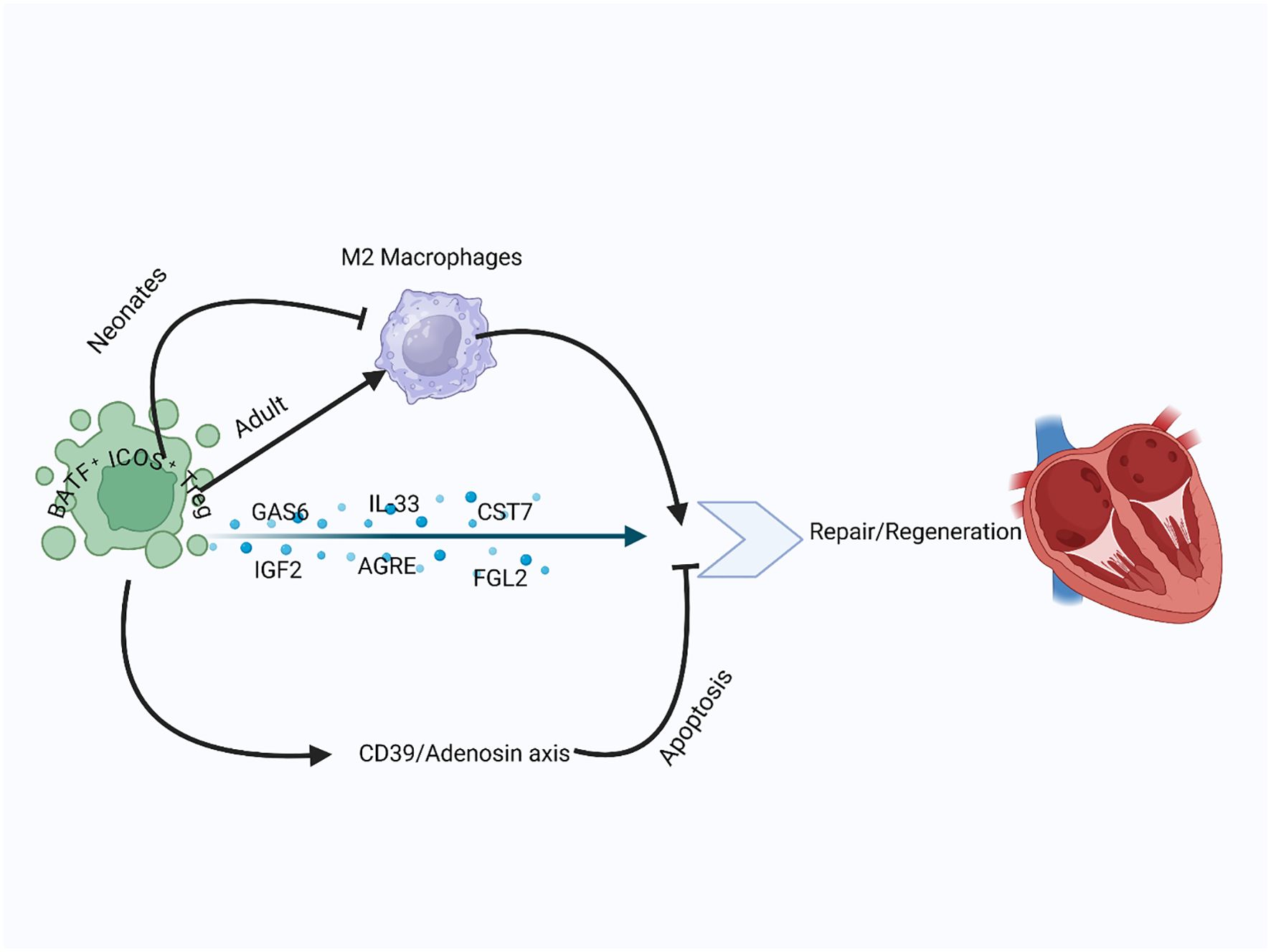 Diagram illustrating the role of BATF+ ICOS+ T regulatory cells in heart repair and regeneration. Cells from neonates and adults interact with M2 macrophages, promoting repair through factors like GAS6, IL33, and IGF2, leading to repair/regeneration or apoptosis. CD39/Adenosine axis is also indicated.