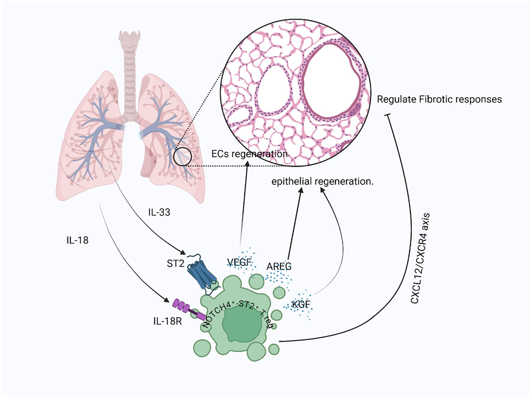 Diagram illustrating lung regeneration mechanisms. It shows a lung connected to a magnified alveoli area. IL-18 and IL-33 cytokines interact via receptors ST2 and IL-18R, affecting NOTCH4+ST2+ cells. These cells release VEGF, AREG, and KGF, promoting epithelial and endothelial regeneration, and regulate fibrotic responses via the CXCL12/CXCR4 axis.