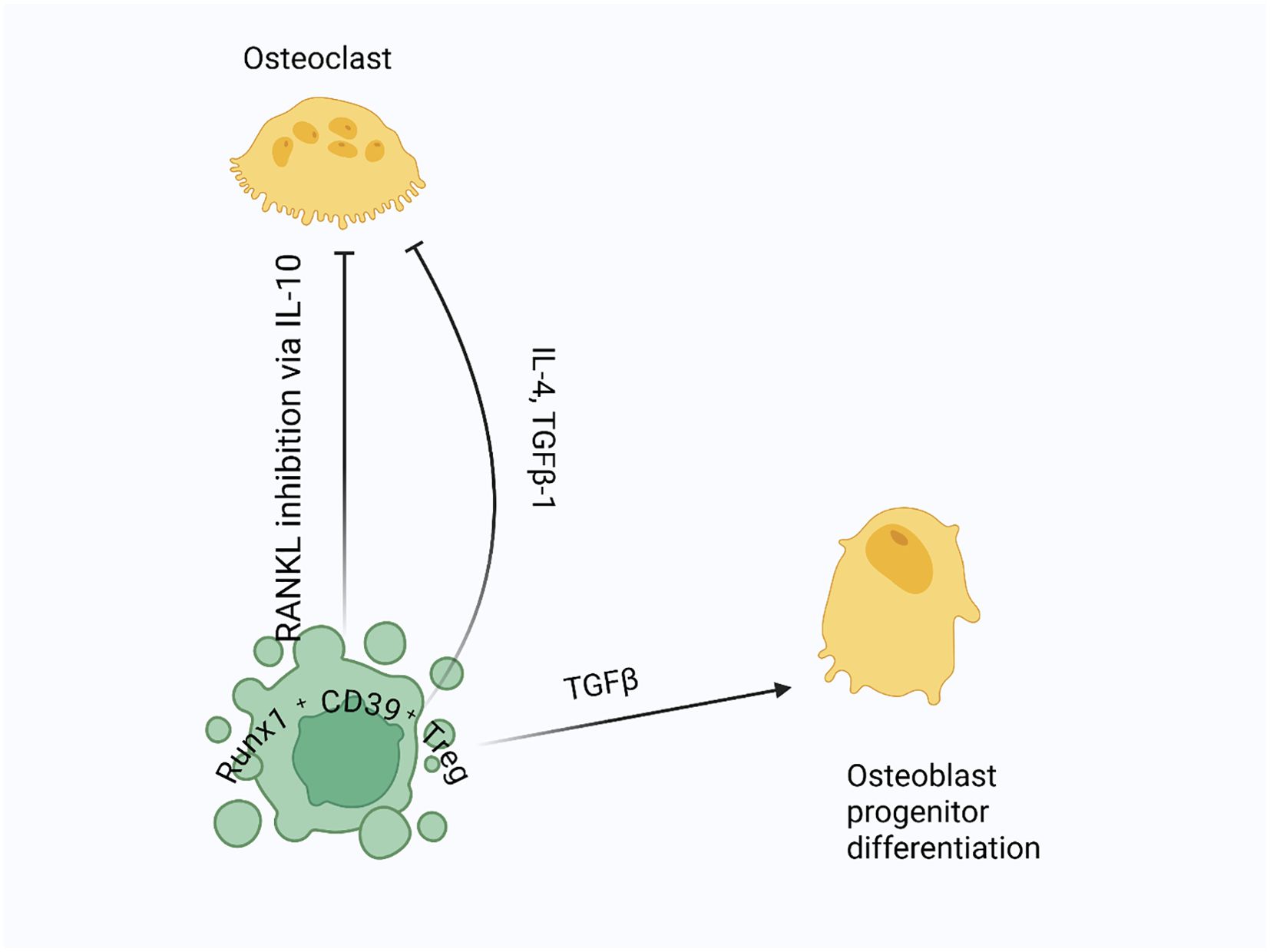 Diagram illustrating cellular interactions in bone metabolism. An osteoclast is shown with arrows indicating “RANKL inhibition via IL-10” affecting Tregs, which further influences osteoclasts via IL-4 and TGFβ-1. Another arrow from Tregs labeled “TGFβ” points to osteoblast progenitor differentiation, showing the regulatory loop in bone remodeling.