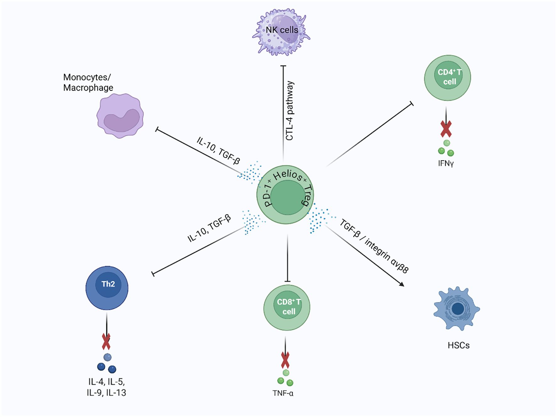 Diagram depicting PD-1+Helios+ Treg cells interacting with various immune cells. Arrows show PD-1+Helios+ Treg cells using IL-10, TGF-β, and CTL-4 pathways to influence monocytes/macrophages, NK cells, CD4+ T cells, and CD8+ T cells, inhibiting IFN-γ, TNF-α, IL-4, IL-5, IL-9, and IL-13 production. TGF-β/integrin αvβ8 interaction with HSCs is also shown.