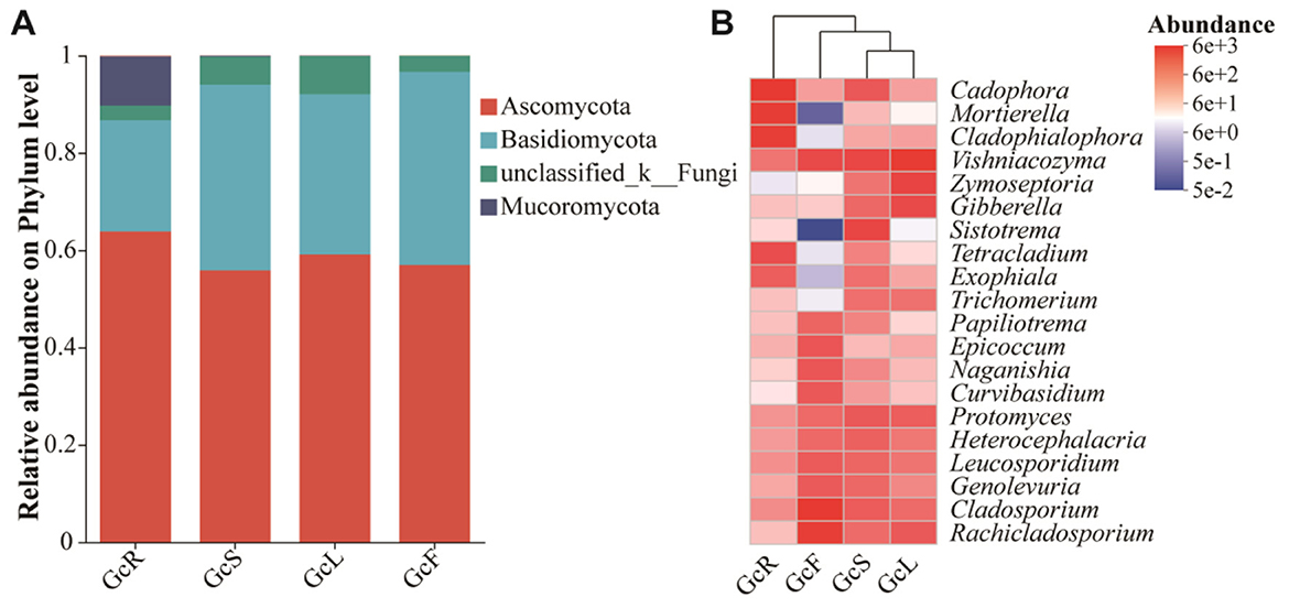 Panel A shows a stacked bar chart depicting the relative abundance of fungal phyla across four samples: GcR, GcS, GcL, and GcF. Phyla include Ascomycota, Basidiomycota, unclassified fungi, and Mucoromycota. Panel B presents a clustered heatmap of fungal genera abundance across the same samples. Abundance ranges from low (blue) to high (red).