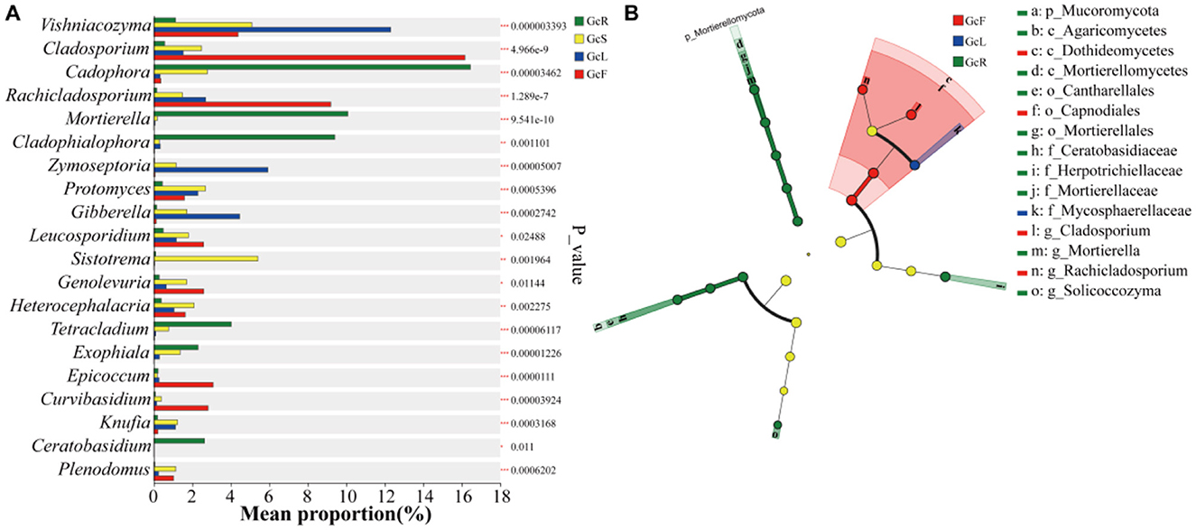 Panel A displays a horizontal bar chart showing the mean proportion percentages of various fungal genera, with corresponding statistical significance indicated. Panel B is a radial cladogram depicting phylogenetic relationships among these genera, highlighting different fungal orders and families in varying colors, including red, green, yellow, and blue. The key identifies taxa and color codes, such as GaF, GaL, and GcR, corresponding to cladogram annotations.